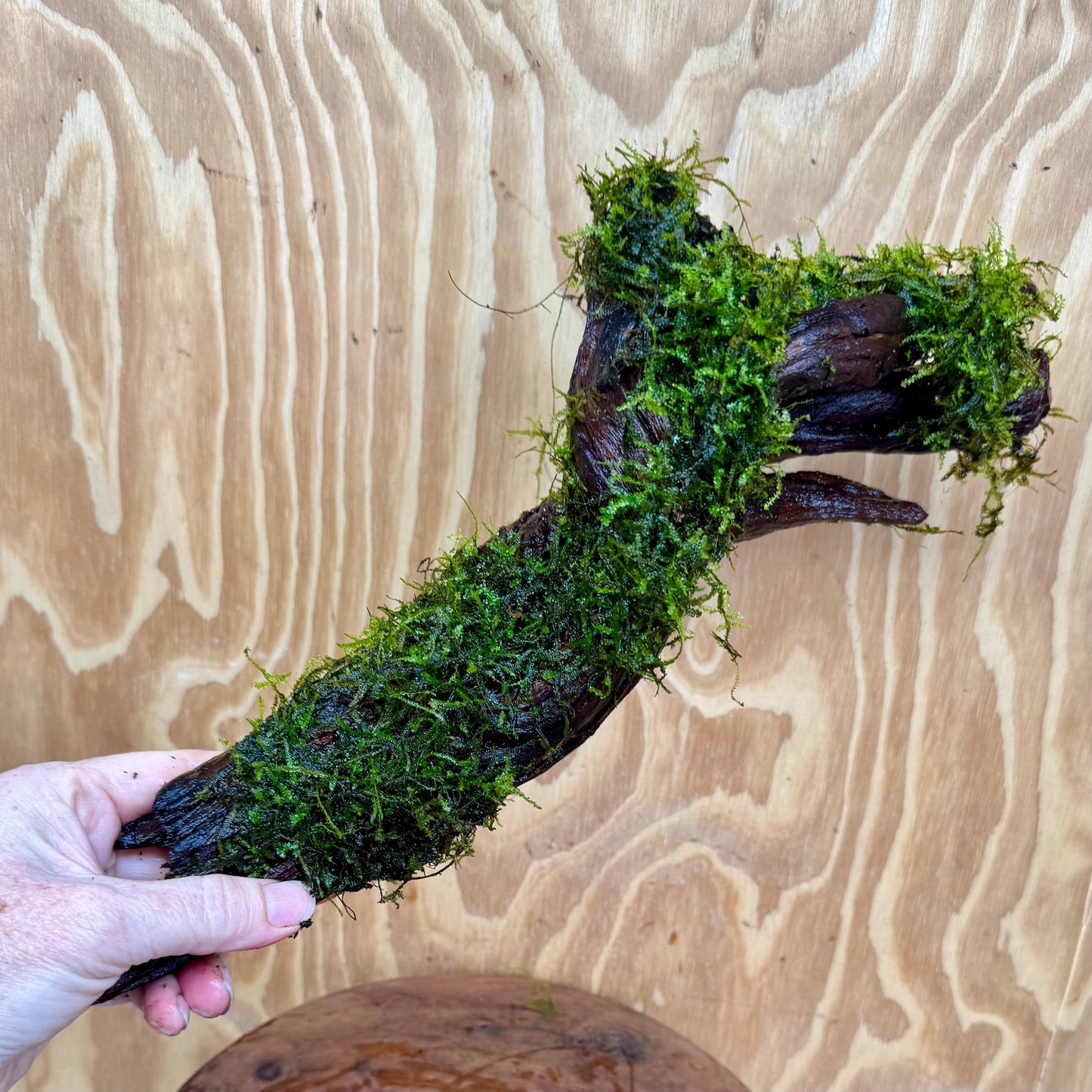 Scapeshop.com.au One Only Fontinalis Log - Large (Java Moss) - One Only Fontinalis Log - Large (Java Moss) - One Only