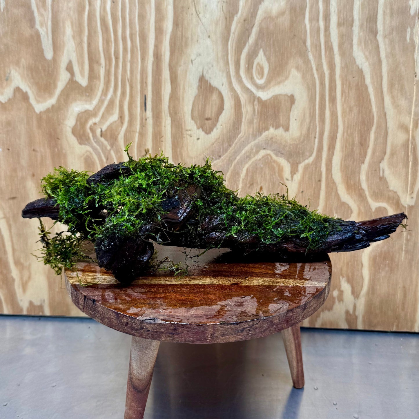 Scapeshop.com.au One Only Fontinalis Log - Large (Java Moss) - One Only Fontinalis Log - Large (Java Moss) - One Only