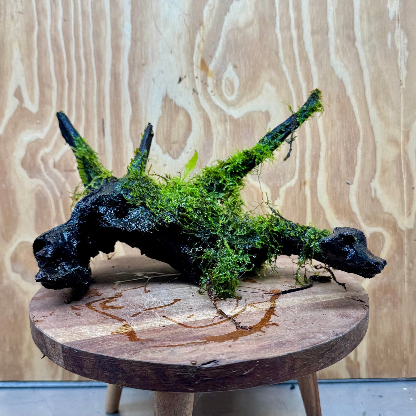 Scapeshop.com.au One Only Fontinalis Log - Large (Java Moss) - One Only - Dragon Fontinalis Log - Large (Java Moss) - One Only - Dragon