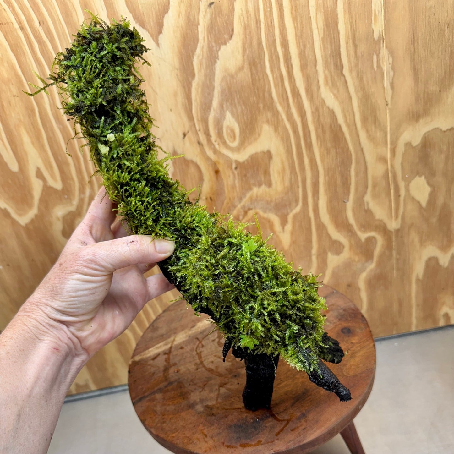 Scapeshop.com.au One Only Fontinalis Log - Large (Java Moss) - One Only - Dragon Fontinalis Log - Large (Java Moss) - One Only - Dragon