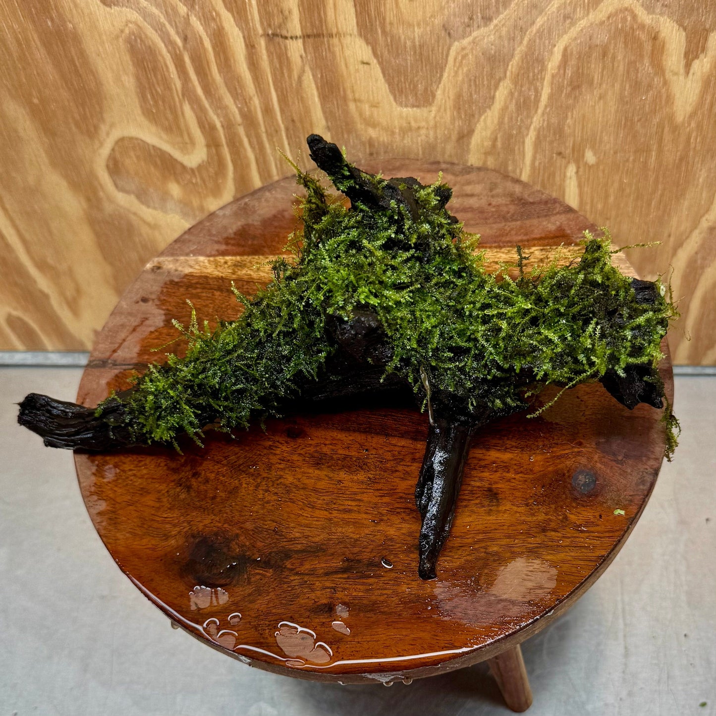 Scapeshop.com.au One Only Fontinalis Log - Large (Java Moss) - One Only - Dragon Fontinalis Log - Large (Java Moss) - One Only - Dragon