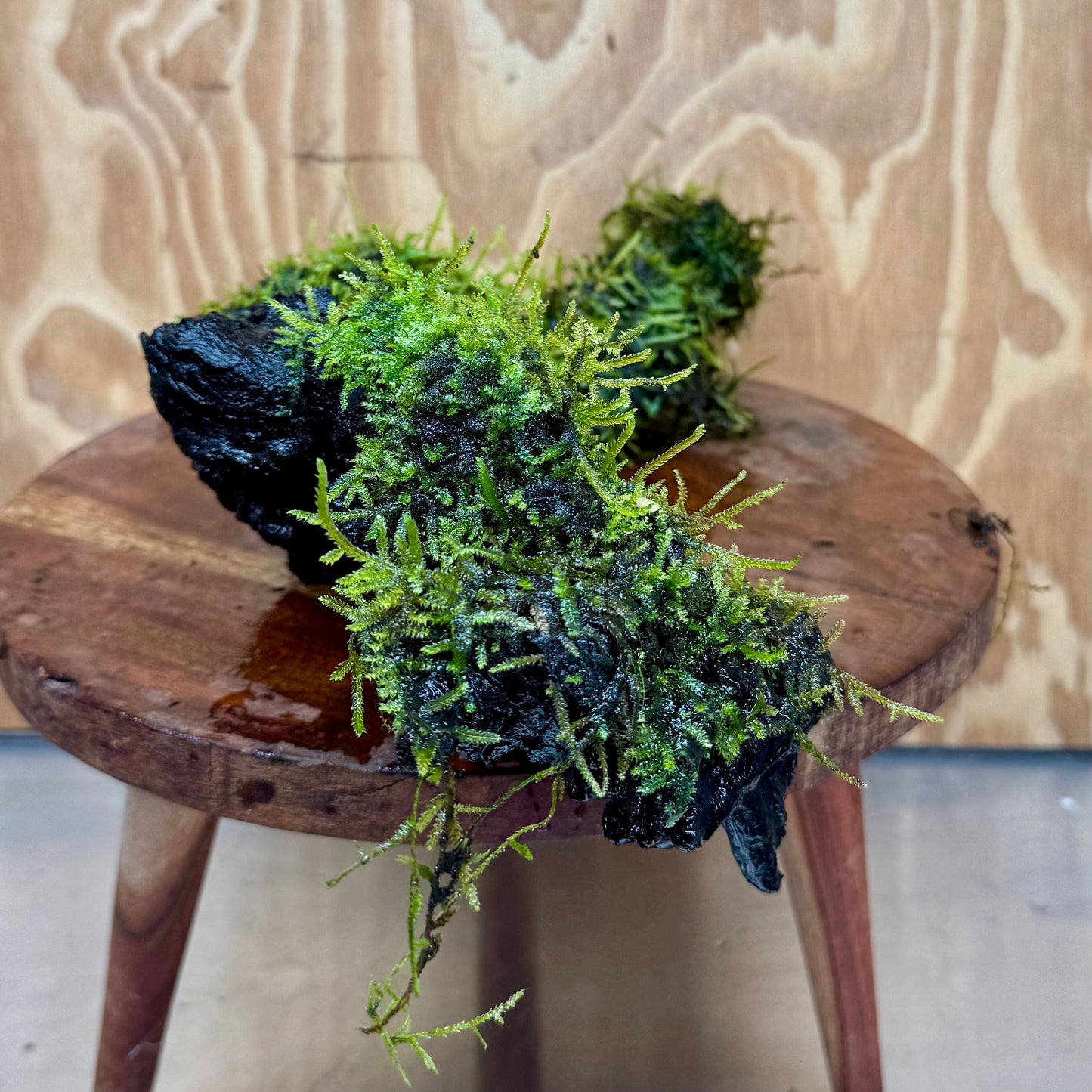 Scapeshop.com.au One Only Fontinalis Log - Large (Java Moss) - One Only - Excellent Fontinalis Log - Large (Java Moss) - One Only - Excellent