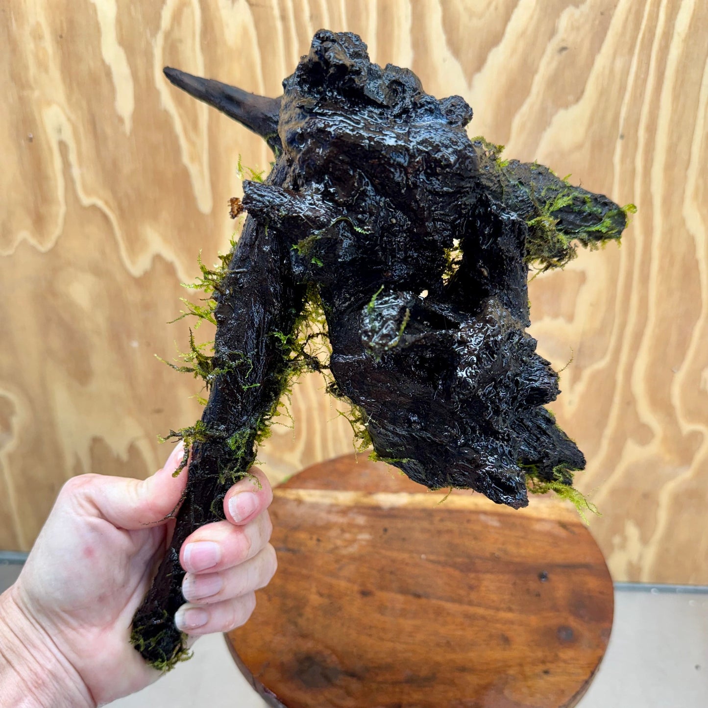 Scapeshop.com.au One Only Fontinalis Log - Large (Java Moss) - One Only - Gremlin Fontinalis Log - Large (Java Moss) - One Only - Gremlin