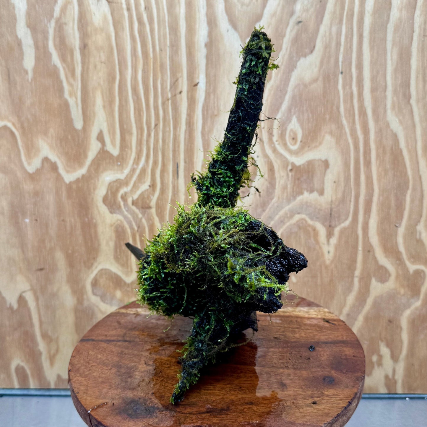 Scapeshop.com.au One Only Fontinalis Log - Large (Java Moss) - One Only - Gremlin Fontinalis Log - Large (Java Moss) - One Only - Gremlin