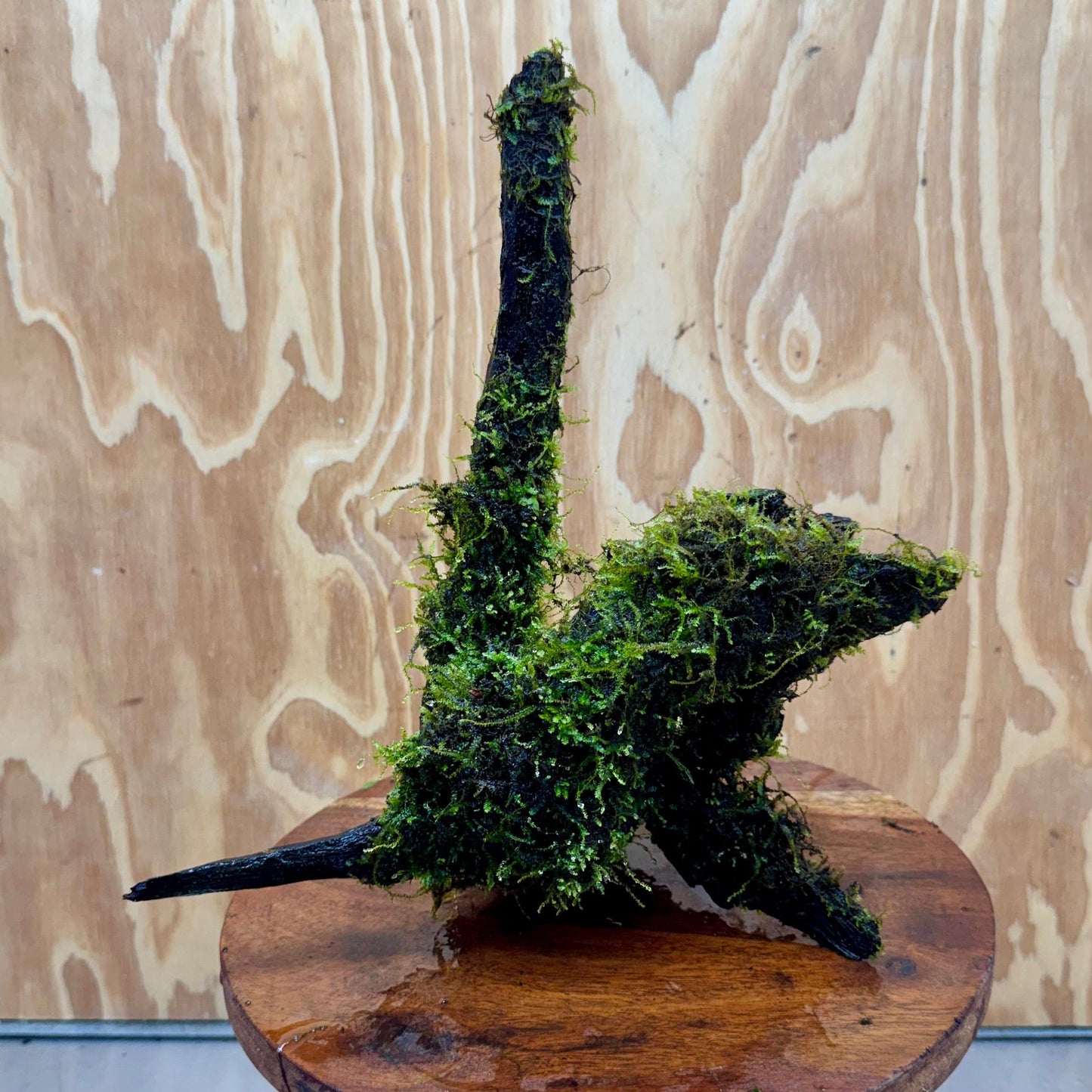 Scapeshop.com.au One Only Fontinalis Log - Large (Java Moss) - One Only - Gremlin Fontinalis Log - Large (Java Moss) - One Only - Gremlin