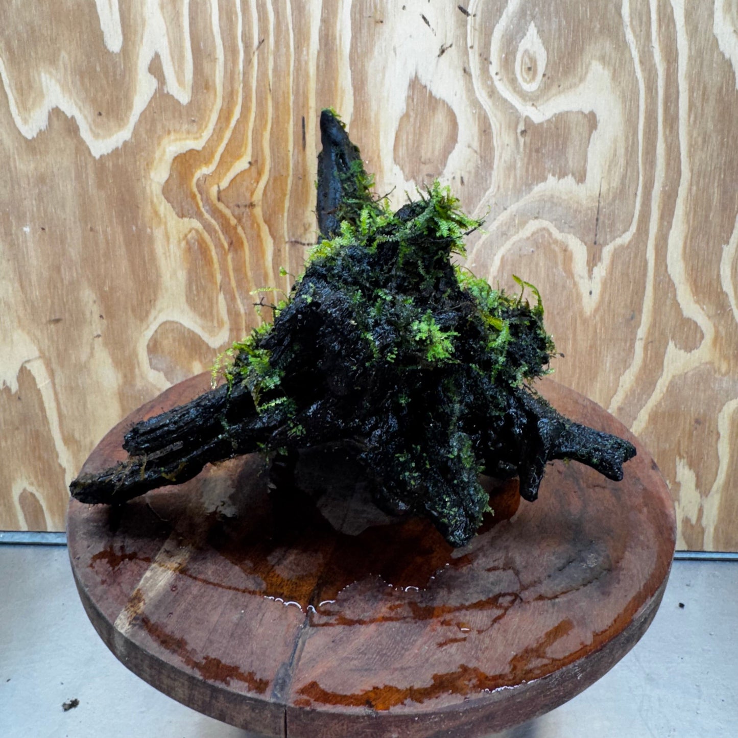 Scapeshop.com.au One Only Fontinalis Log - Large (Java Moss) - One Only - Gremlin Fontinalis Log - Large (Java Moss) - One Only - Gremlin