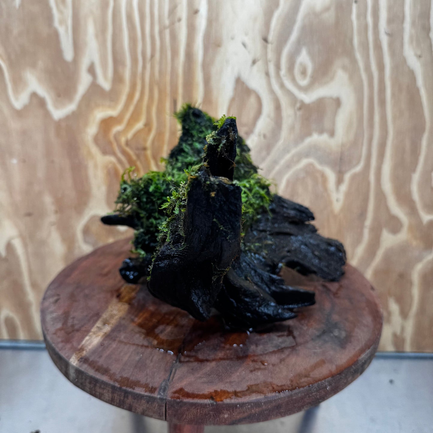 Scapeshop.com.au One Only Fontinalis Log - Large (Java Moss) - One Only - Gremlin Fontinalis Log - Large (Java Moss) - One Only - Gremlin