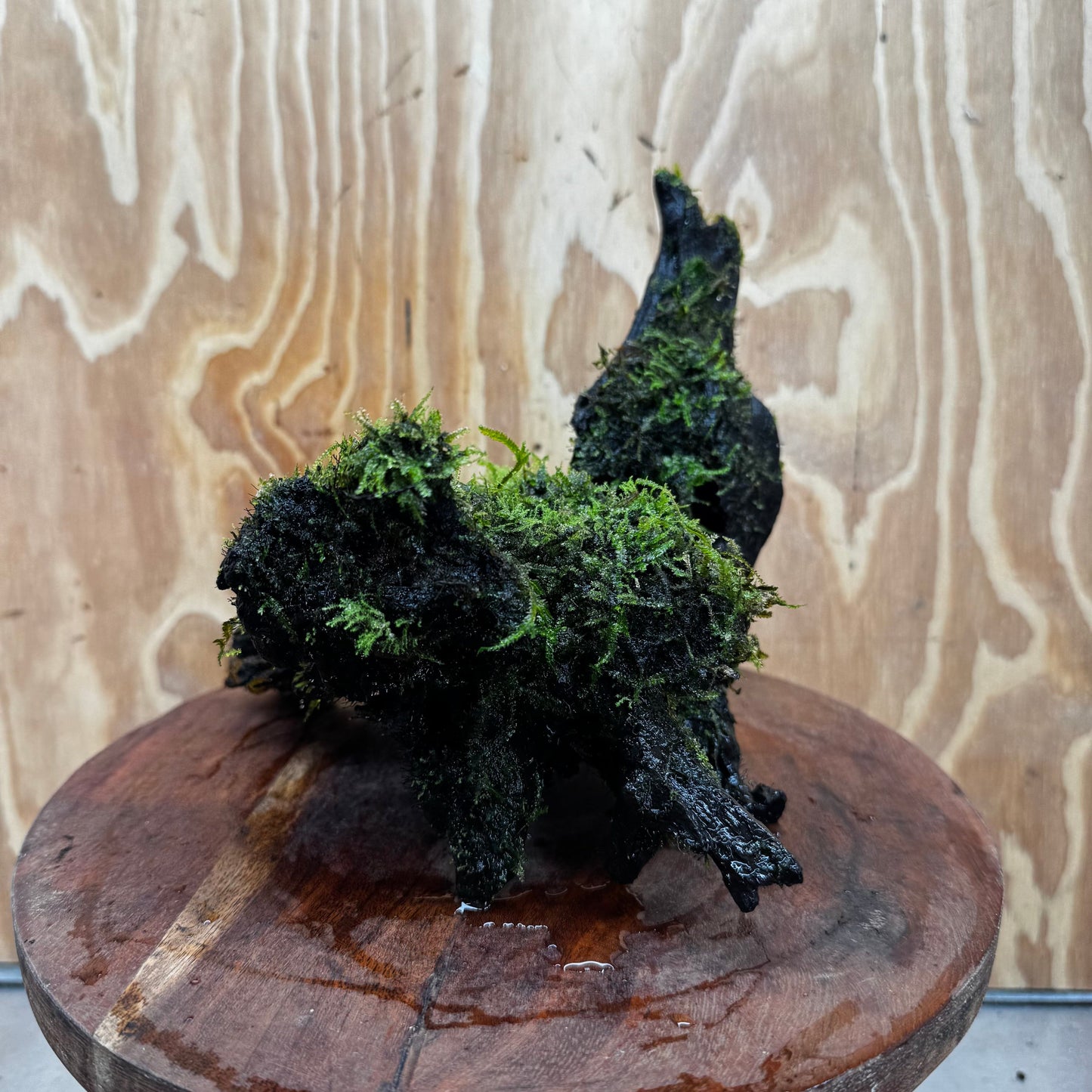 Scapeshop.com.au One Only Fontinalis Log - Large (Java Moss) - One Only - Gremlin Fontinalis Log - Large (Java Moss) - One Only - Gremlin