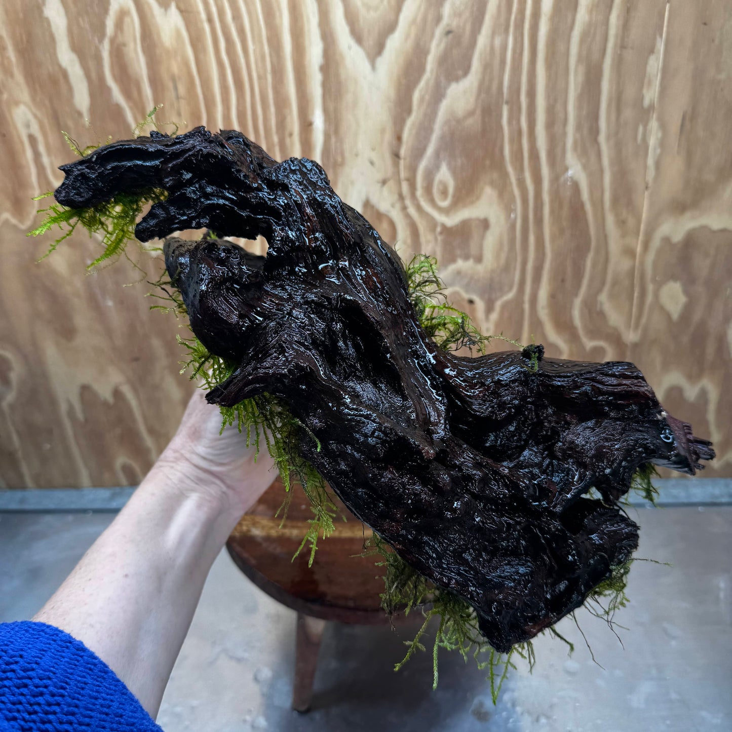 Scapeshop.com.au One Only Fontinalis Log - Large (Java Moss) - One Only - Gremlin Fontinalis Log - Large (Java Moss) - One Only - Gremlin