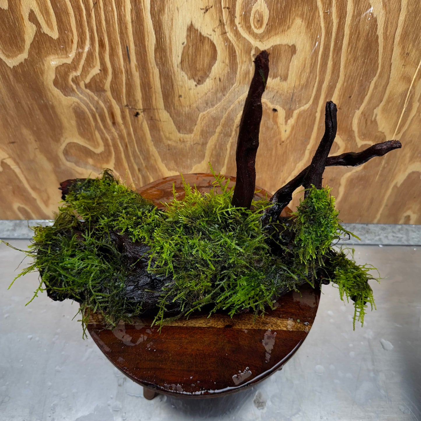 Scapeshop.com.au One Only Fontinalis Log - Large (Java Moss) - One Only - Gremlin Fontinalis Log - Large (Java Moss) - One Only - Gremlin