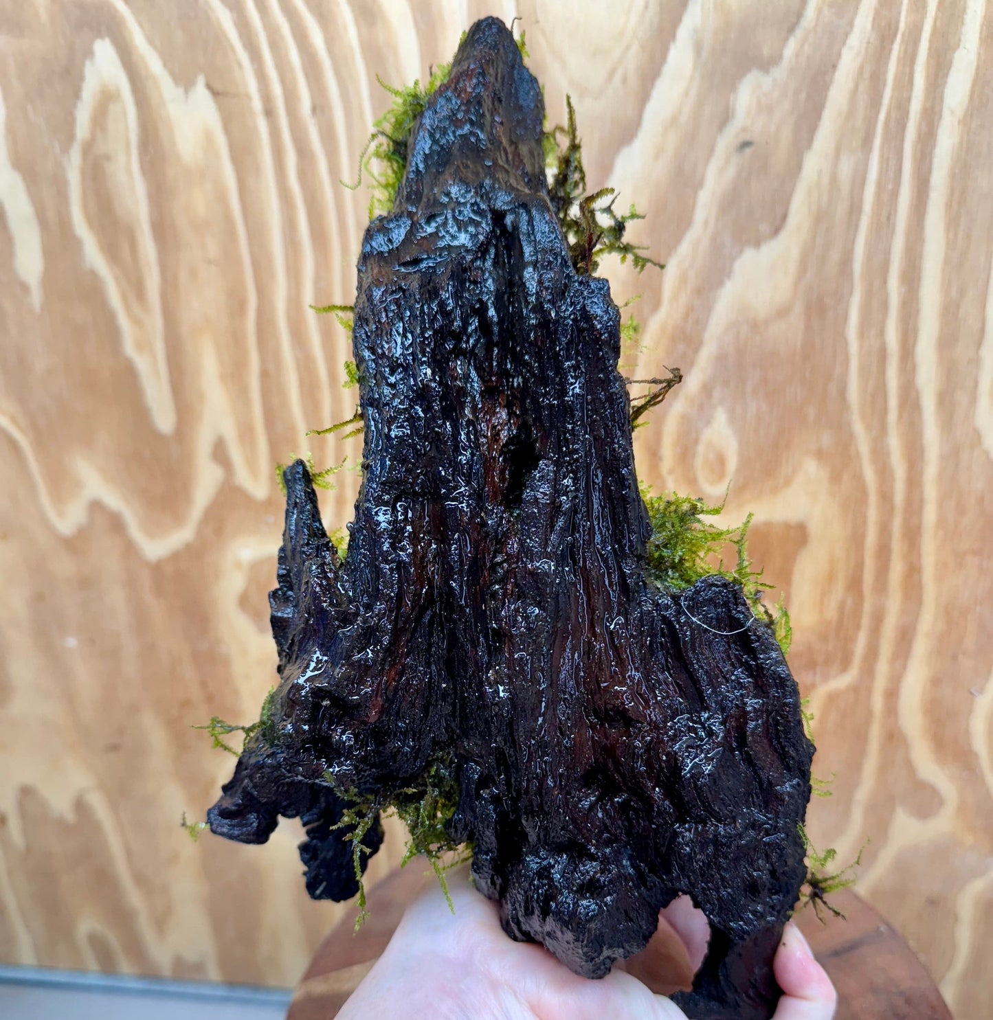 Scapeshop.com.au One Only Fontinalis Log - Large (Java Moss) - One Only - Nymph Fontinalis Log - Large (Java Moss) - One Only - Nymph