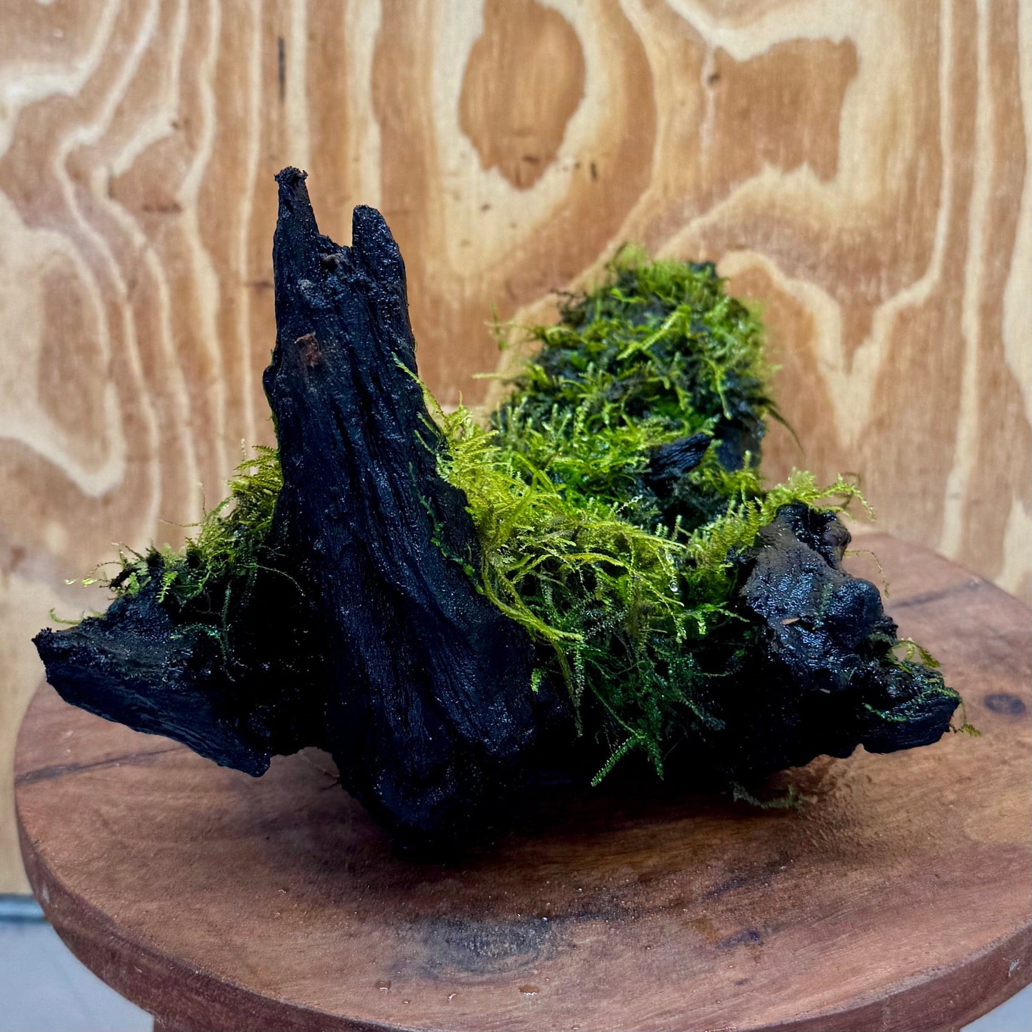 Scapeshop.com.au One Only Fontinalis Log - Large (Java Moss) - One Only - Nymph Fontinalis Log - Large (Java Moss) - One Only - Nymph