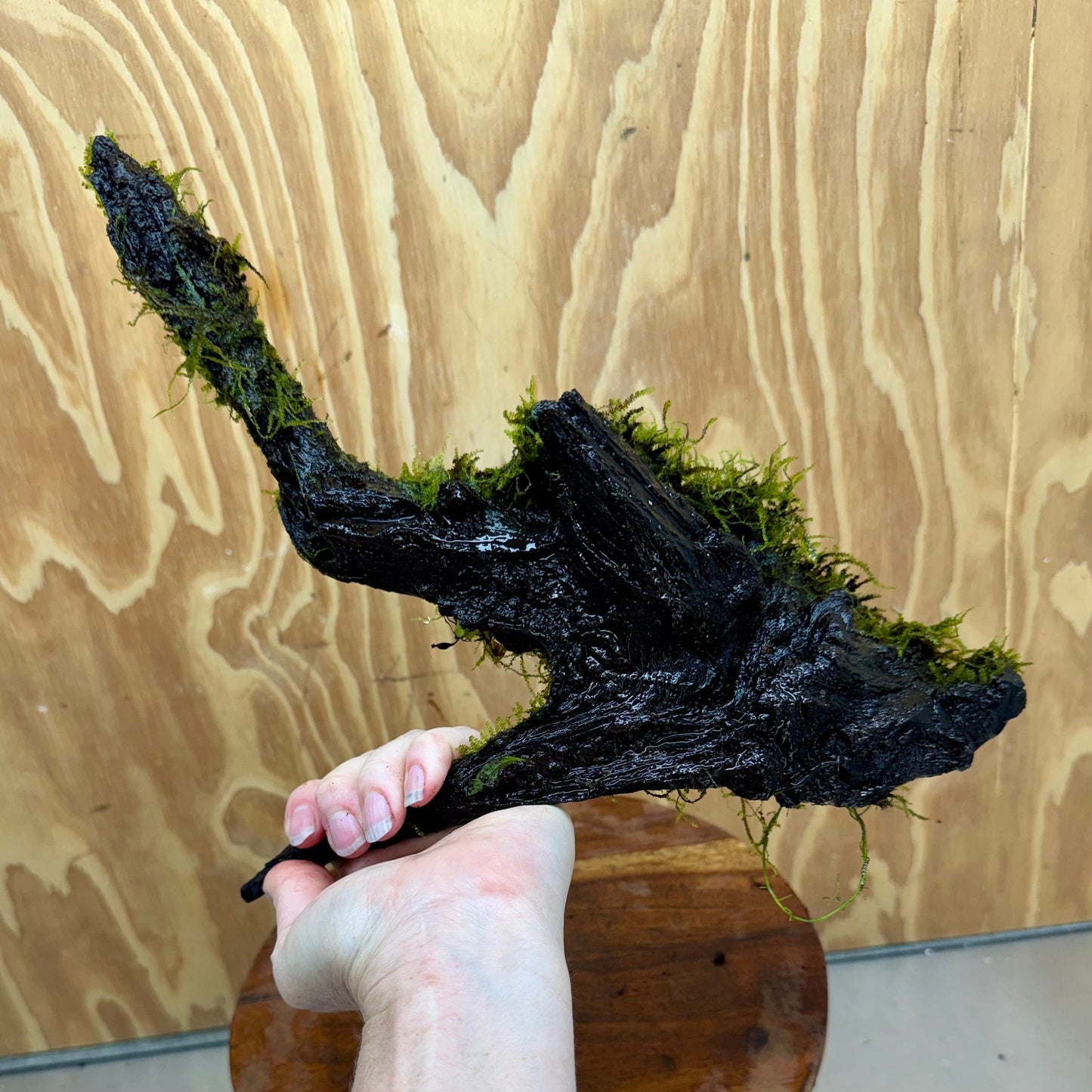 Scapeshop.com.au One Only Fontinalis Log - Large (Java Moss) - One Only - Nymph Fontinalis Log - Large (Java Moss) - One Only - Nymph