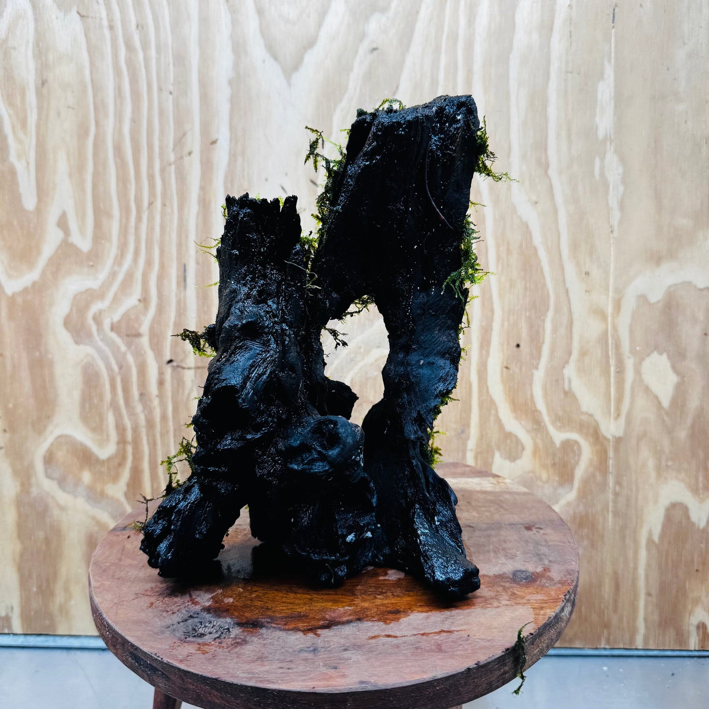 Scapeshop.com.au One Only Fontinalis Log - Large (Java Moss) - One Only - Nymph Fontinalis Log - Large (Java Moss) - One Only - Nymph