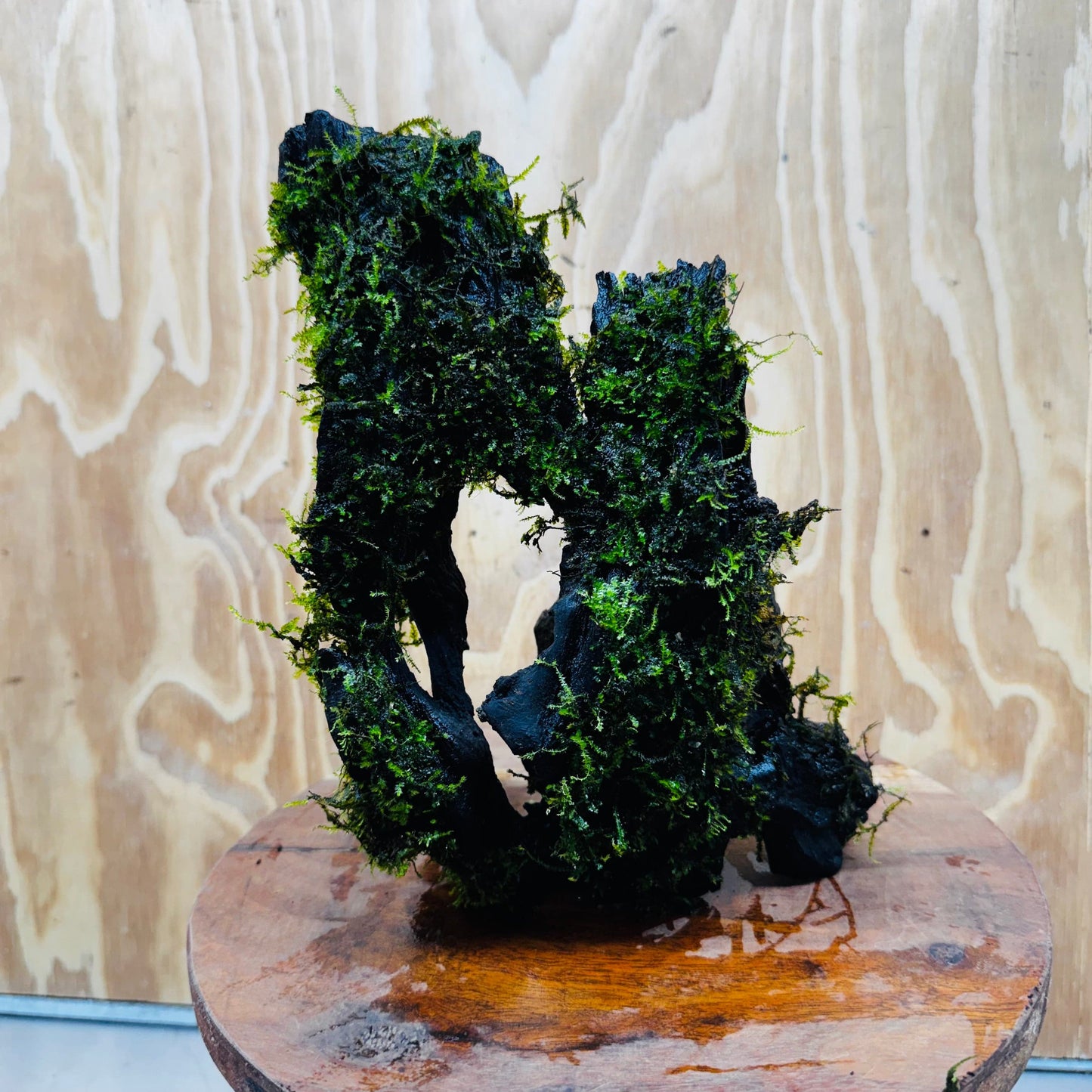 Scapeshop.com.au One Only Fontinalis Log - Large (Java Moss) - One Only - Nymph Fontinalis Log - Large (Java Moss) - One Only - Nymph