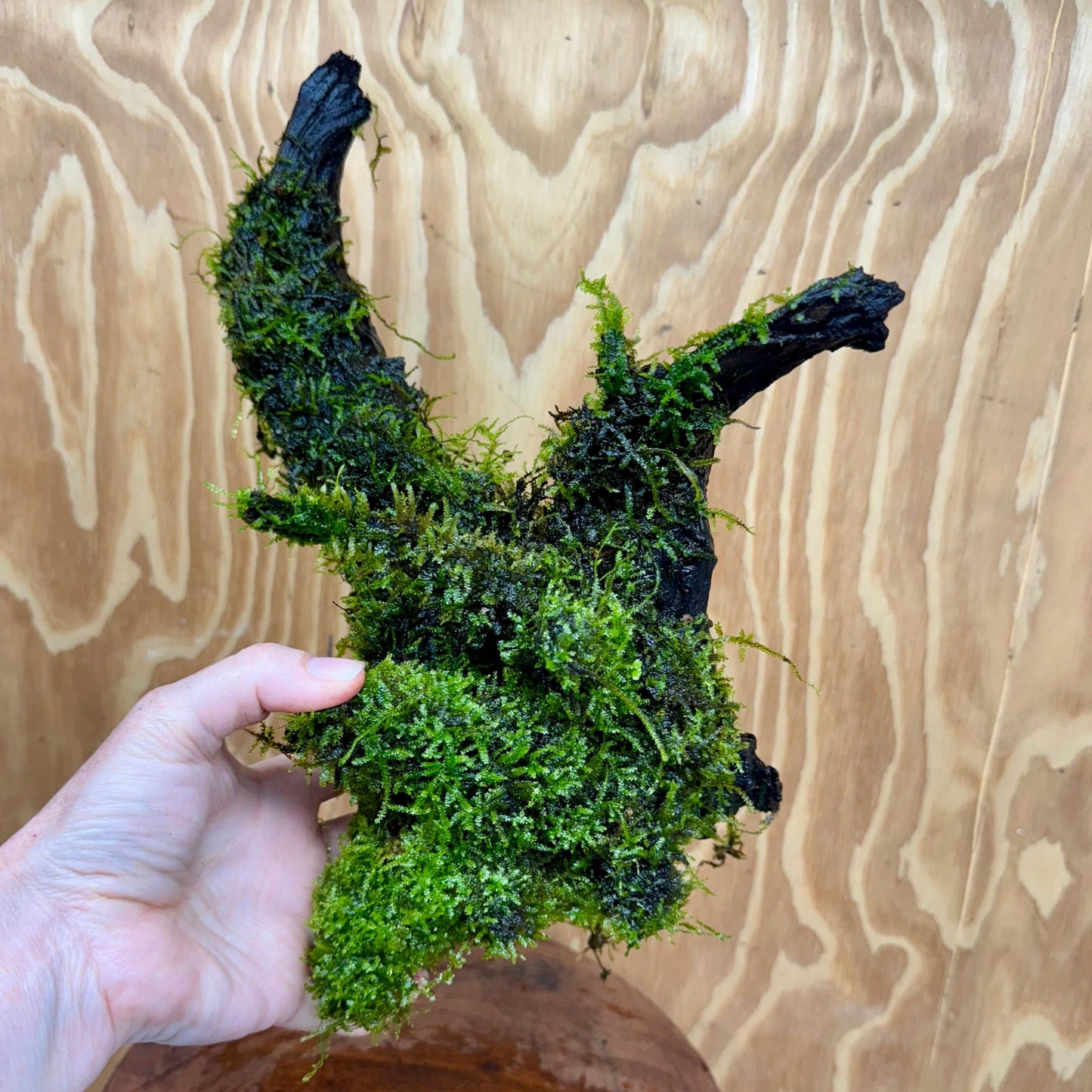 Scapeshop.com.au One Only Fontinalis Log - Large (Java Moss) with Micranthemum 'Monte carlo' - One Only - Fabulous Fontinalis Log - Large (Java Moss) with Micranthemum 'Monte carlo' - One Only - Fabulous