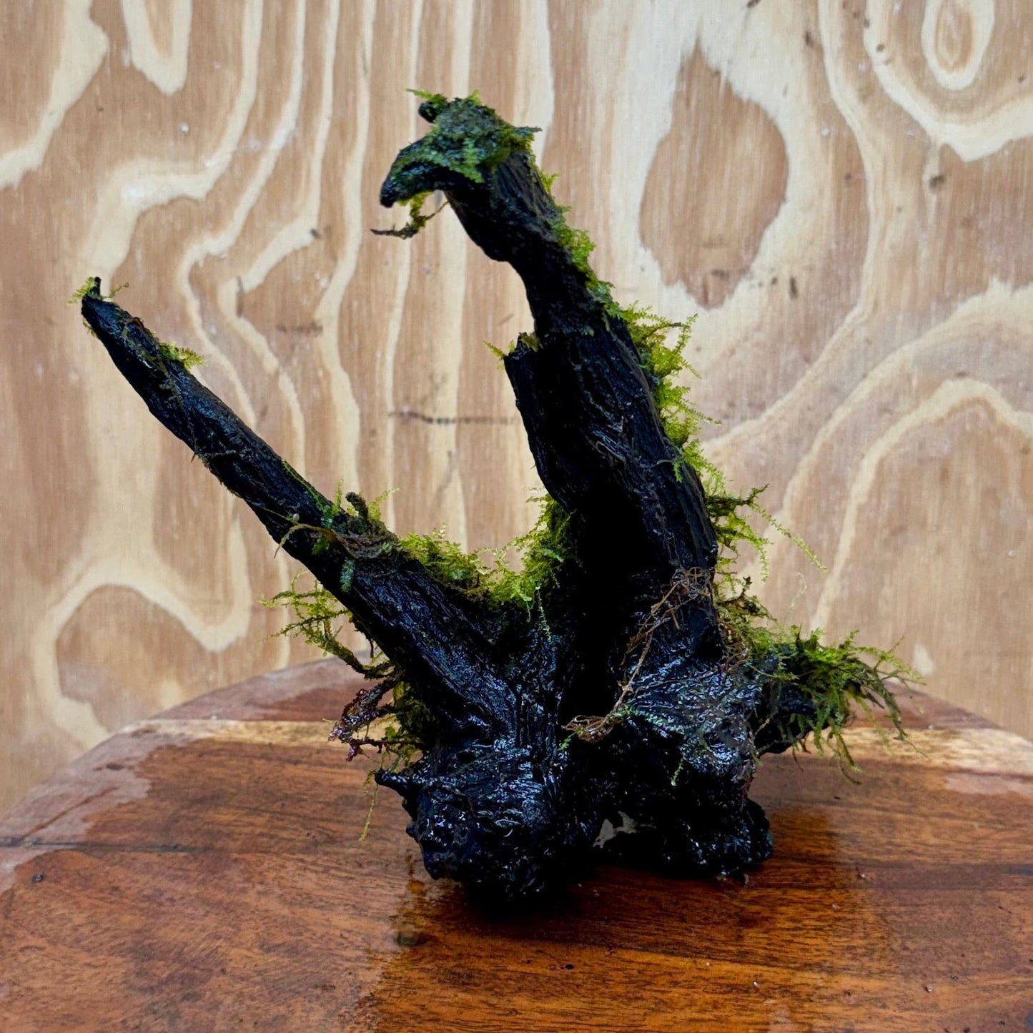 Scapeshop.com.au One Only Fontinalis Log - Medium (Java Moss) - One Only - Excellent Fontinalis Log - Medium (Java Moss) - One Only - Excellent