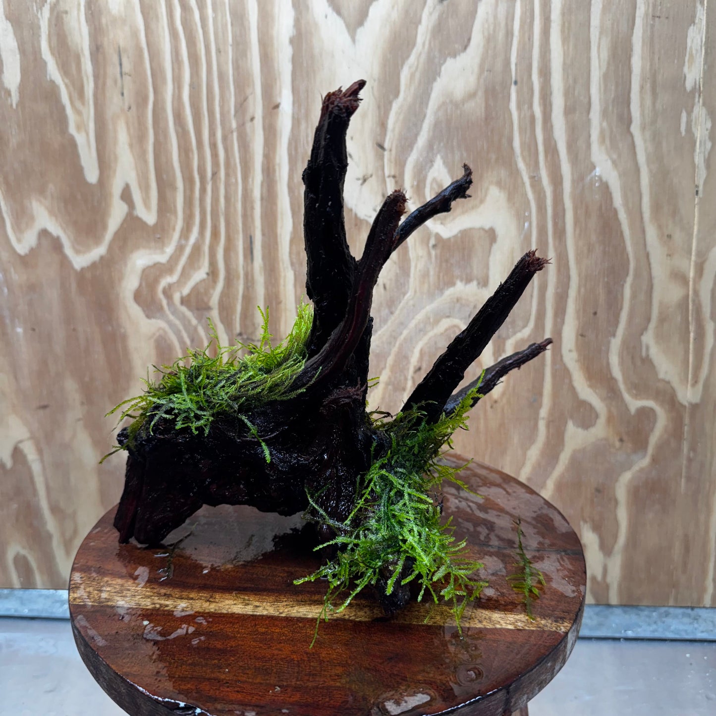Scapeshop.com.au One Only Fontinalis Log - Medium (Java Moss) - One Only - Excellent Fontinalis Log - Medium (Java Moss) - One Only - Excellent