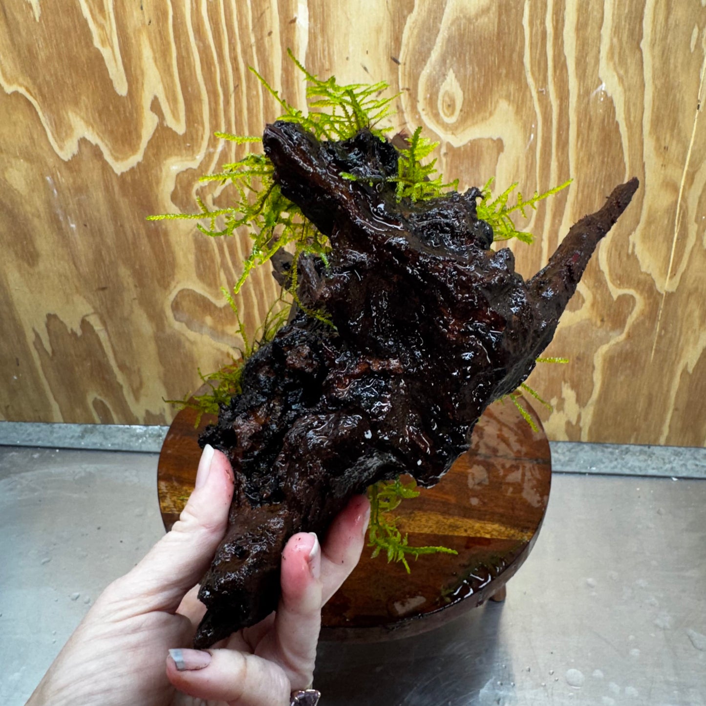 Scapeshop.com.au One Only Fontinalis Log - Medium (Java Moss) - One Only - Excellent Fontinalis Log - Medium (Java Moss) - One Only - Excellent