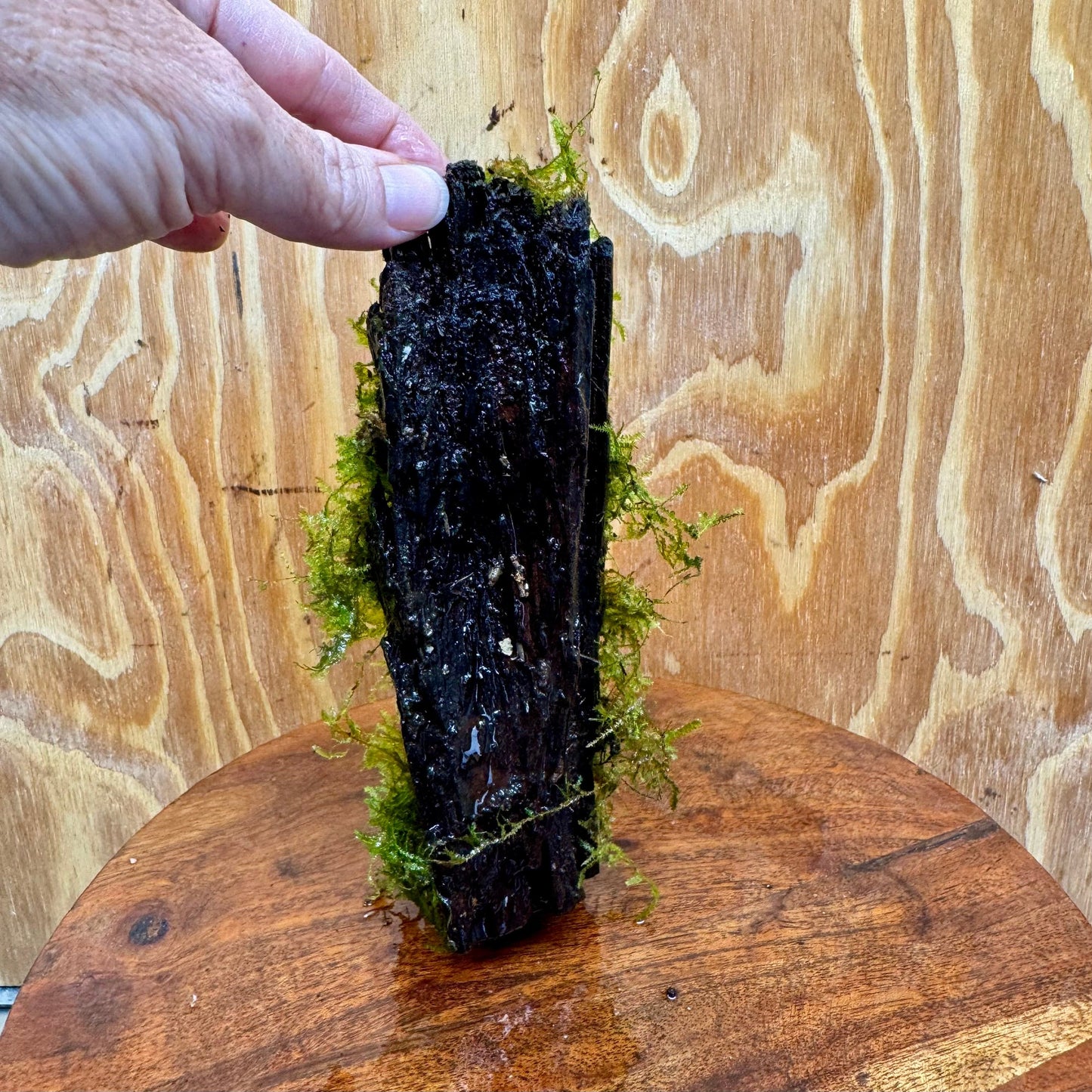 Scapeshop.com.au One Only Fontinalis Log - Small (Java Moss) - One Only Fontinalis Log - Small (Java Moss) - One Only - Scapeshop Australia