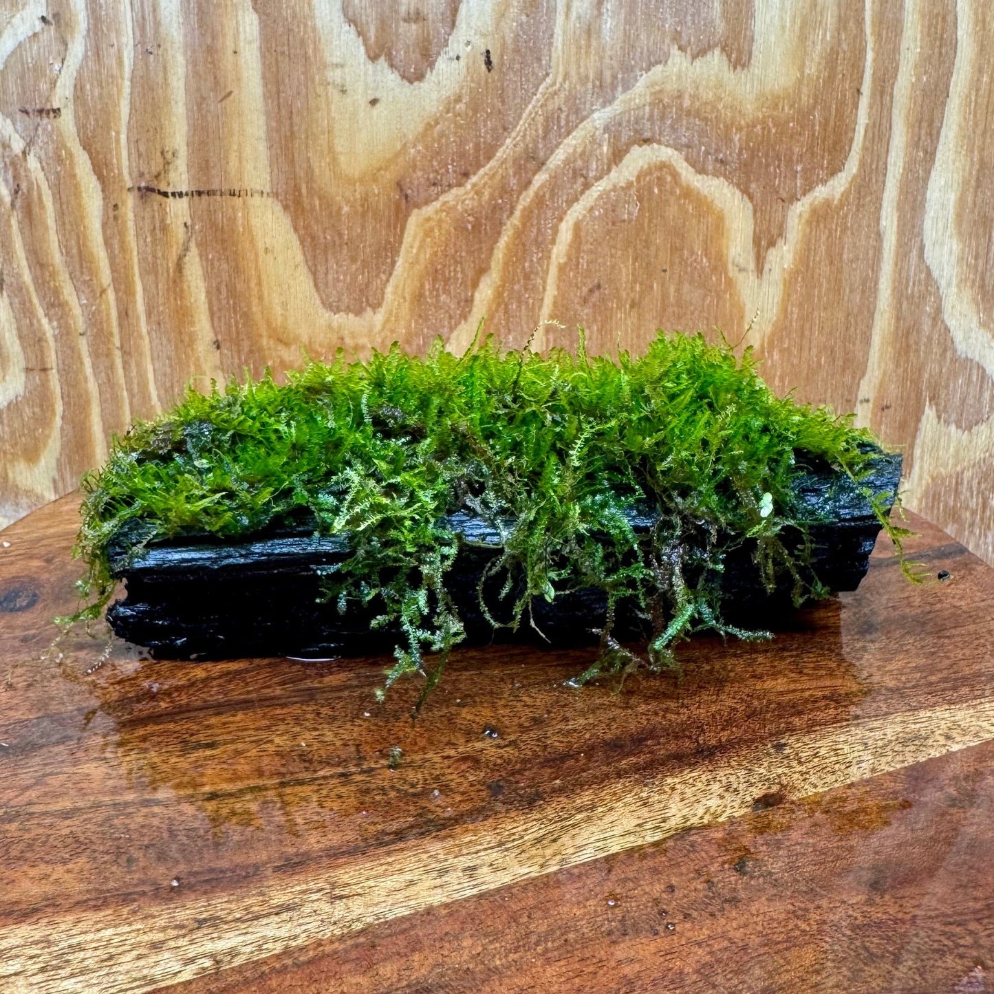 Scapeshop.com.au One Only Fontinalis Log - Small (Java Moss) - One Only Fontinalis Log - Small (Java Moss) - One Only - Scapeshop Australia