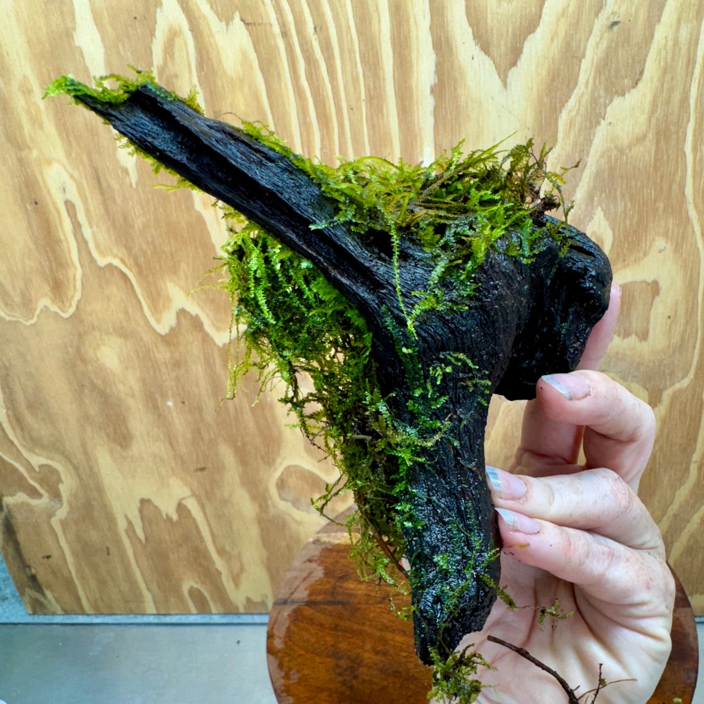 Scapeshop.com.au One Only Fontinalis Log - Small/Med (Java Moss) - One Only Fontinalis Log - Small/Medium (Java Moss) - One Only - Scapeshop Australia