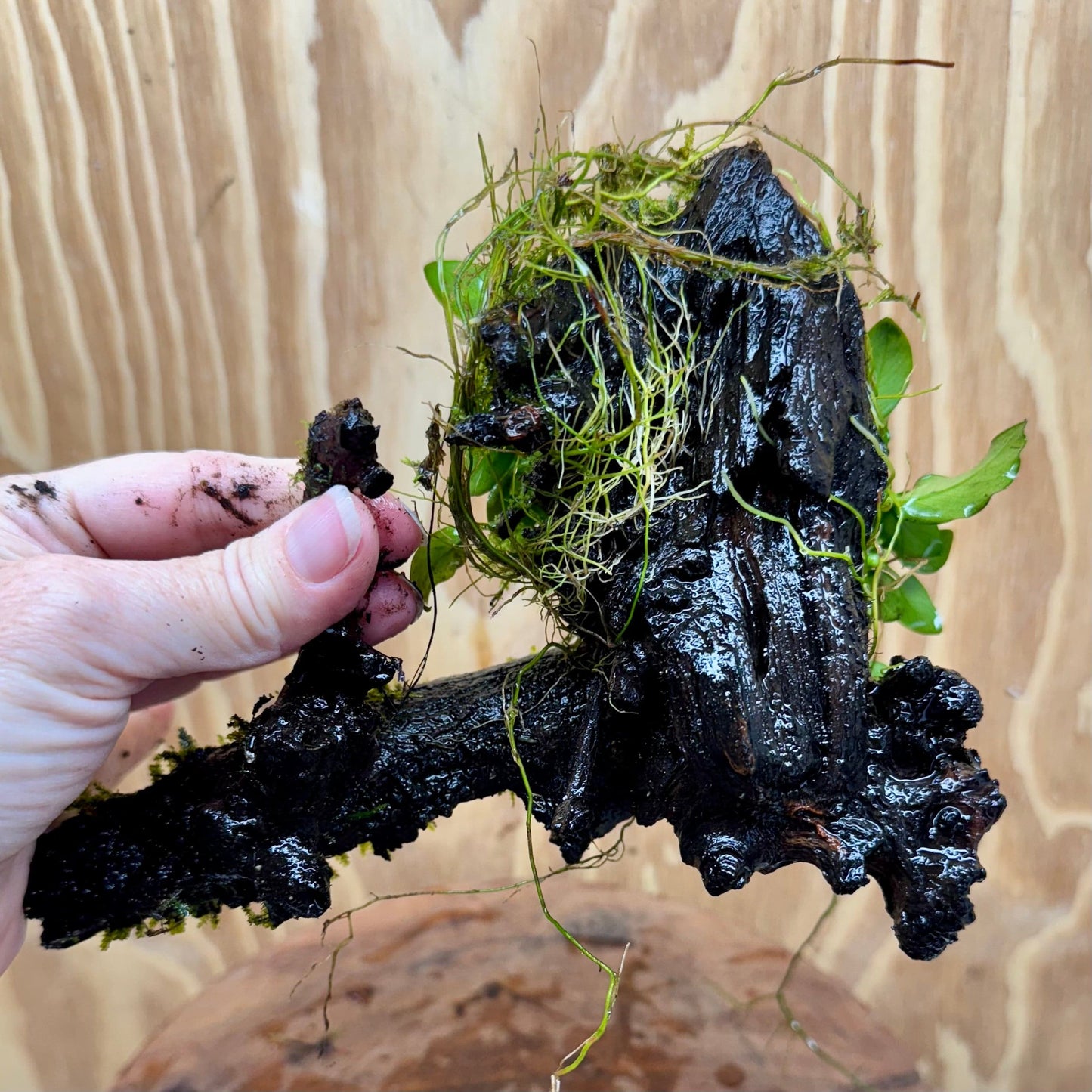 Scapeshop.com.au One Only Fontinalis & Petite Nana Anubias Driftwood Creation - One Only - Beautiful Fontinalis & Petite Nana Anubias Driftwood Creation - One Only - Beautiful