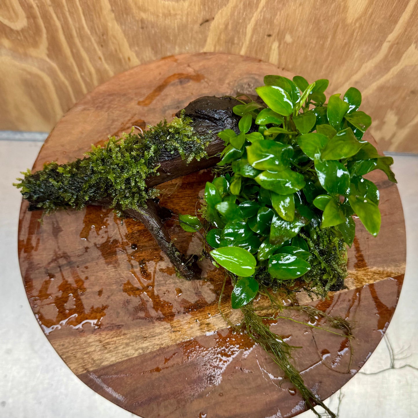 Scapeshop.com.au One Only Fontinalis & Petite Nana Anubias Driftwood Creation - One Only - Beautiful Fontinalis & Petite Nana Anubias Driftwood Creation - One Only - Beautiful