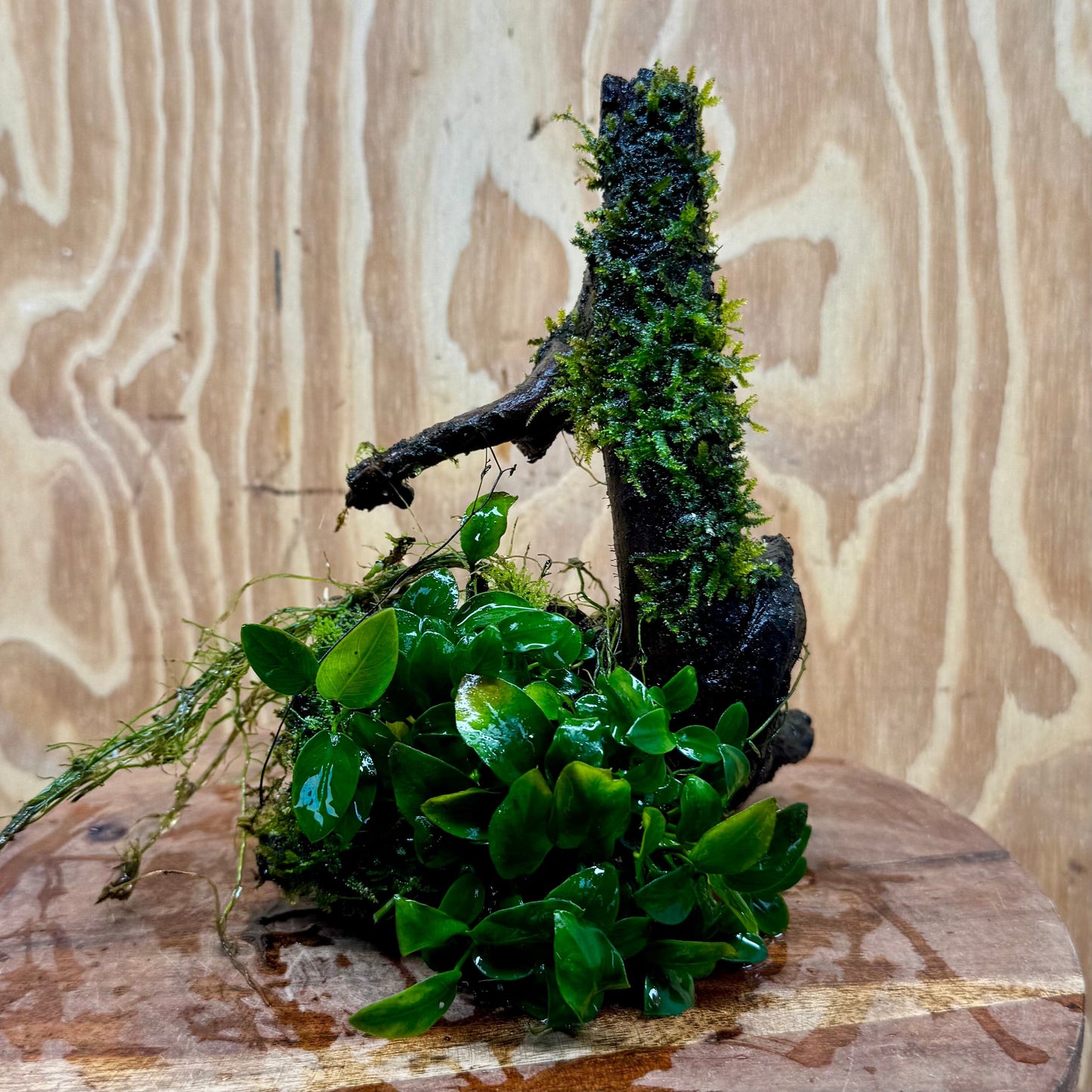 Scapeshop.com.au One Only Fontinalis & Petite Nana Anubias Driftwood Creation - One Only - Beautiful Fontinalis & Petite Nana Anubias Driftwood Creation - One Only - Beautiful