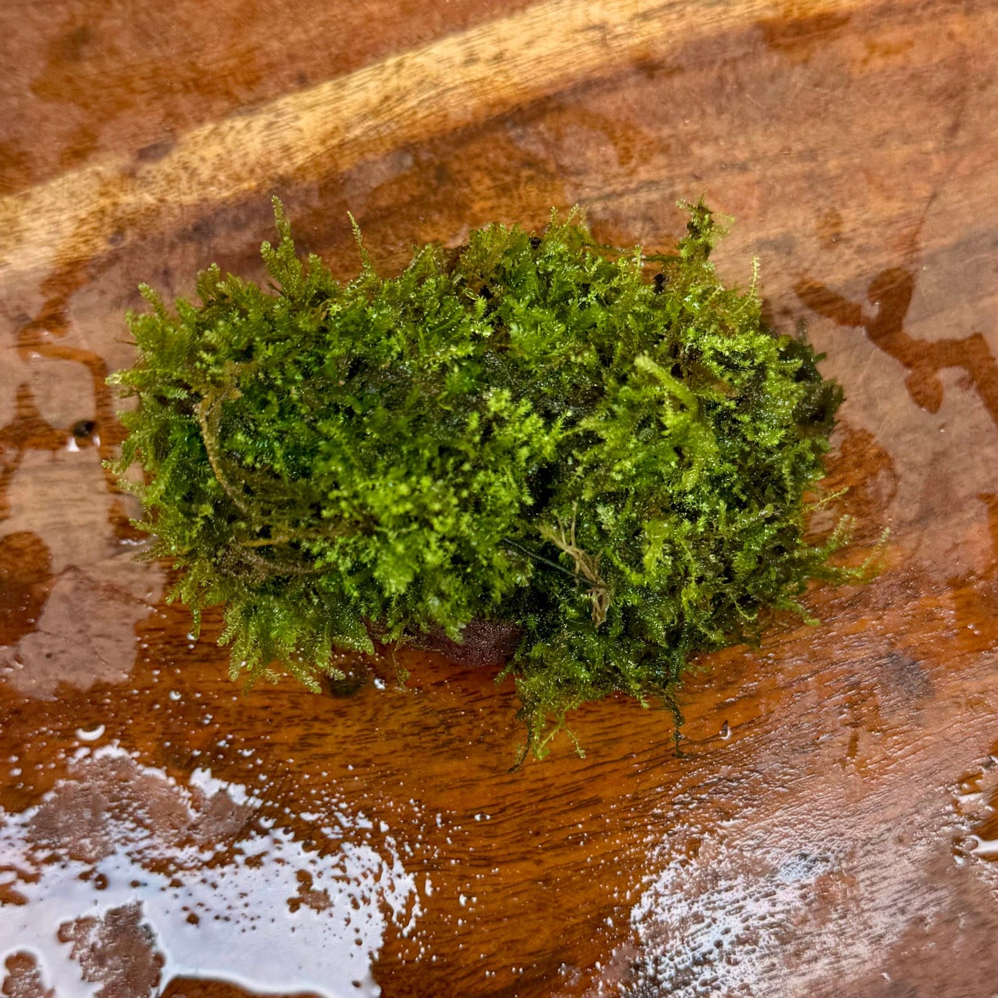 Pisces Enterprises One Only Fontinalis Rock Lava Creation (Java Moss) - One Only Fontinalis Rock Lava Creation (Java Moss) - One Only