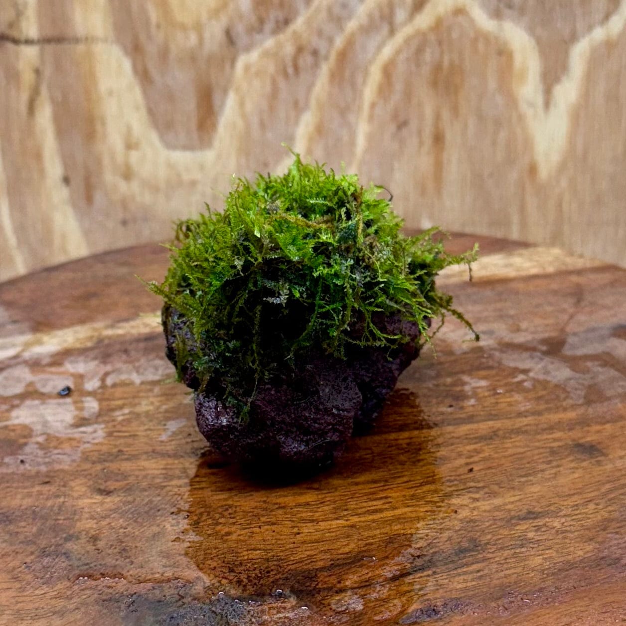 Pisces Enterprises One Only Fontinalis Rock Lava Creation (Java Moss) - One Only Fontinalis Rock Lava Creation (Java Moss) - One Only