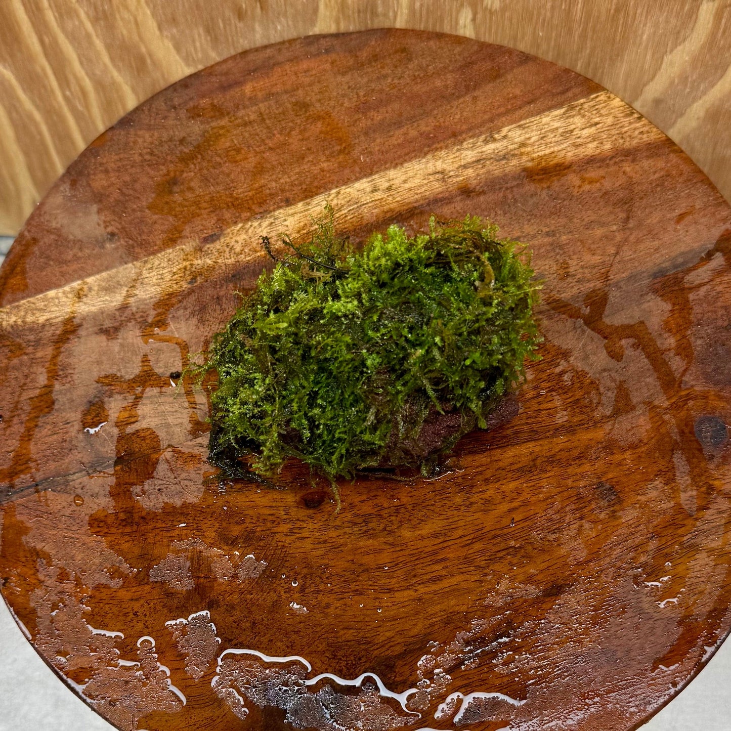 Pisces Enterprises One Only Fontinalis Rock Lava Creation (Java Moss) - One Only Fontinalis Rock Lava Creation (Java Moss) - One Only