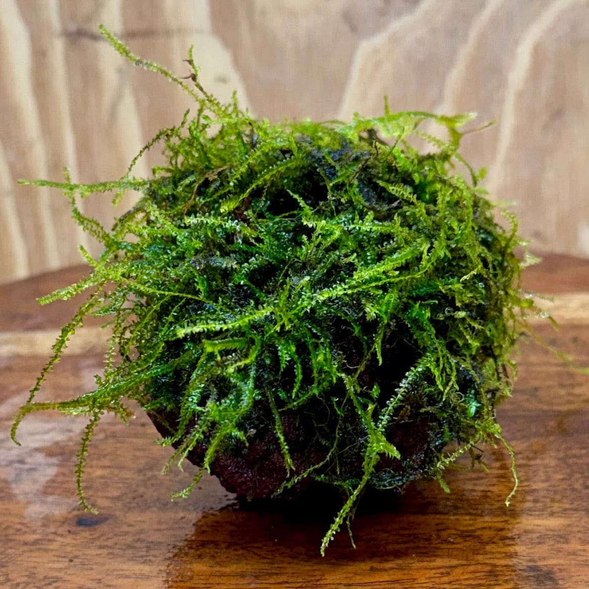 Pisces Enterprises One Only Fontinalis Rock Lava Creation (Java Moss) - One Only - Duncan Fontinalis Rock Lava Creation (Java Moss) - One Only - Duncan