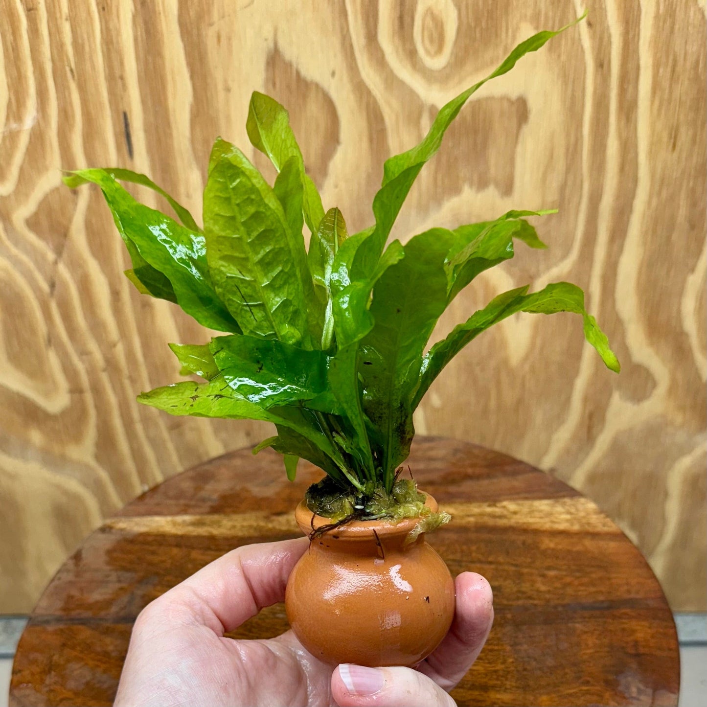 Scapeshop.com.au One Only Indo Micro (Java Fern) Vase Urn - One Only Indo Micro - Java Fern Vase Urn One Only - Aquarium Plants Scapeshop Australia