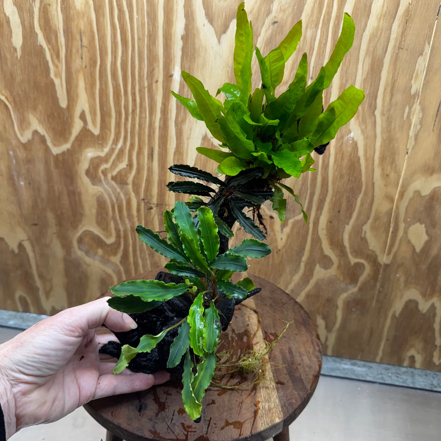 Scapeshop.com.au One Only Indo Microsorum (Java Fern) plus Double Bucephalandra Driftwood Creation - One Only - Inspire Indo Microsorum (Java Fern) plus Double Bucephalandra Driftwood Creation - One Only - Inspire