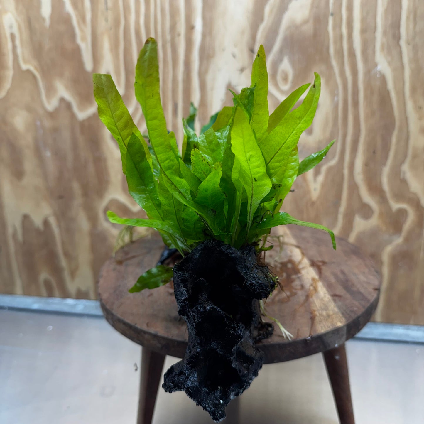 Scapeshop.com.au One Only Indo Microsorum (Java Fern) plus Double Bucephalandra Driftwood Creation - One Only - Inspire Indo Microsorum (Java Fern) plus Double Bucephalandra Driftwood Creation - One Only - Inspire