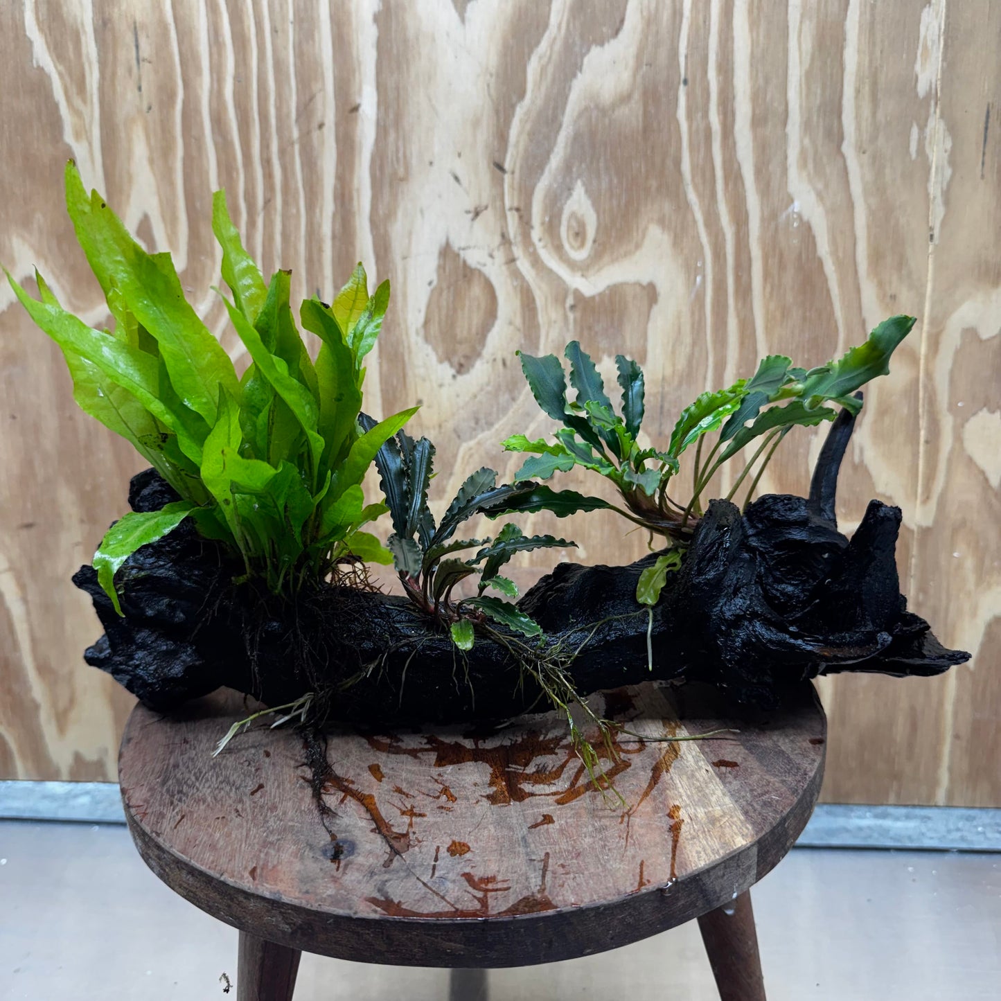 Scapeshop.com.au One Only Indo Microsorum (Java Fern) plus Double Bucephalandra Driftwood Creation - One Only - Inspire Indo Microsorum (Java Fern) plus Double Bucephalandra Driftwood Creation - One Only - Inspire