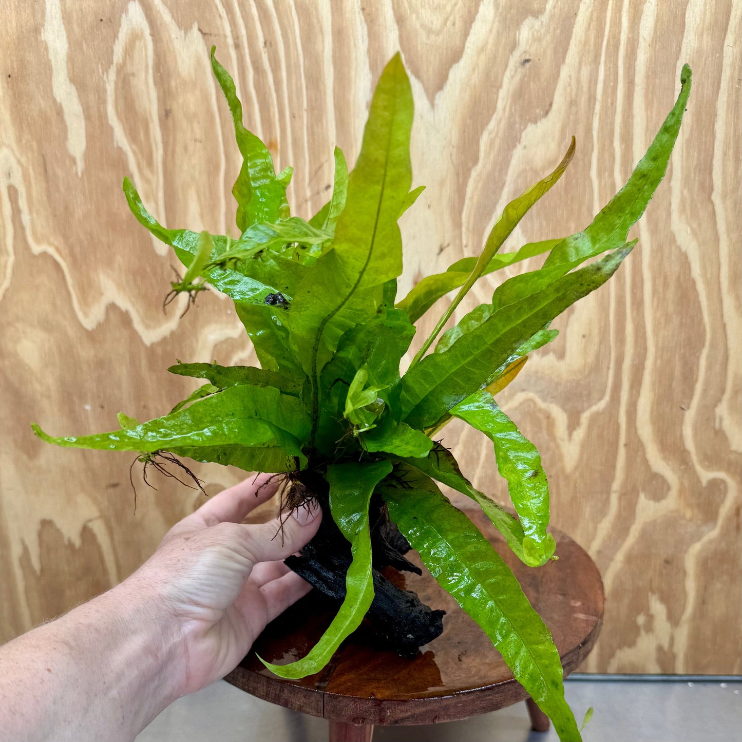 Scapeshop.com.au One Only Java Fern - Microsorum Driftwood Creation - Medium - One Only - Fantastic Java Fern - Microsorum Driftwood Creation - Medium - One Only - Fantastic