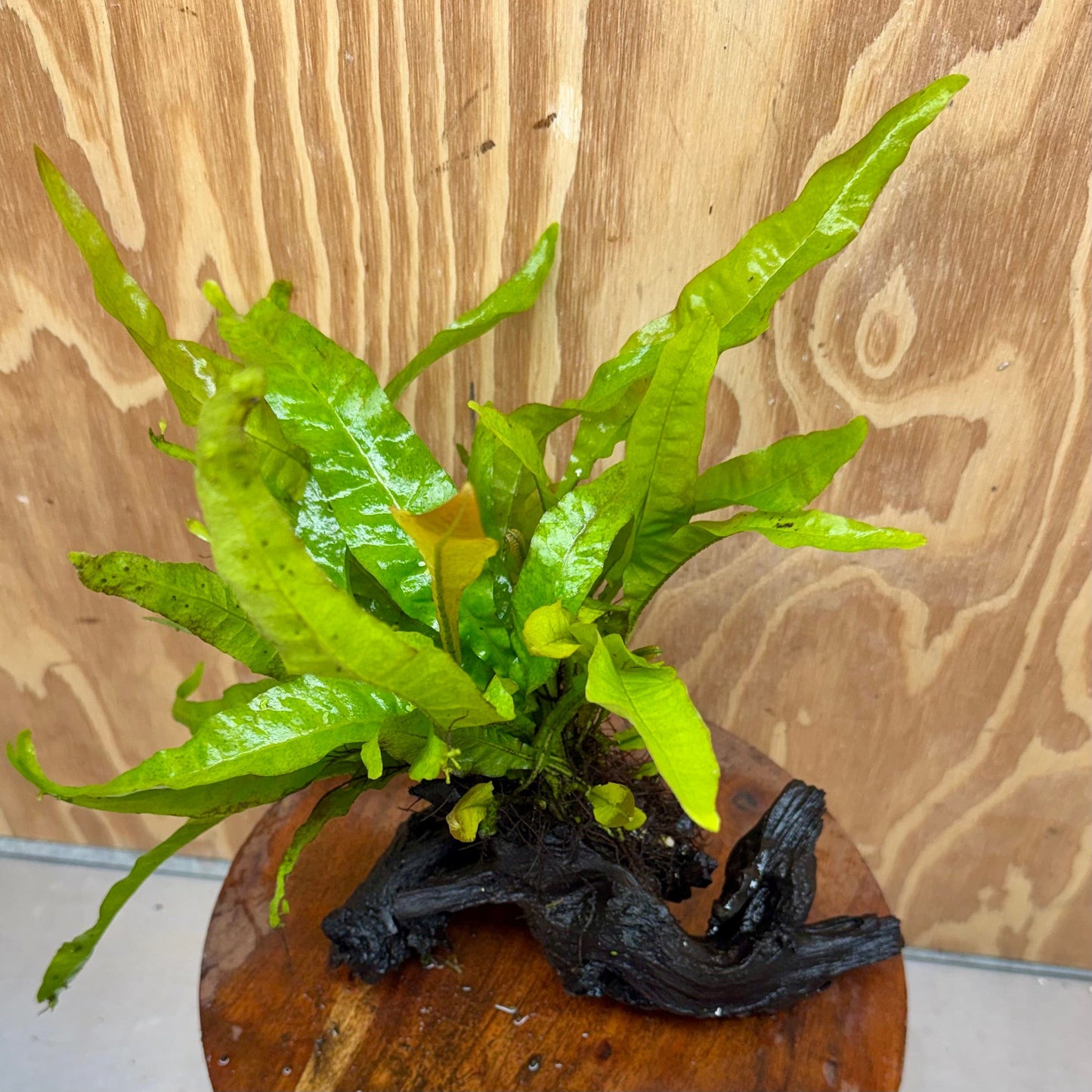 Scapeshop.com.au One Only Java Fern - Microsorum Driftwood Creation - Medium - One Only - Fantastic Java Fern - Microsorum Driftwood Creation - Medium - One Only - Fantastic