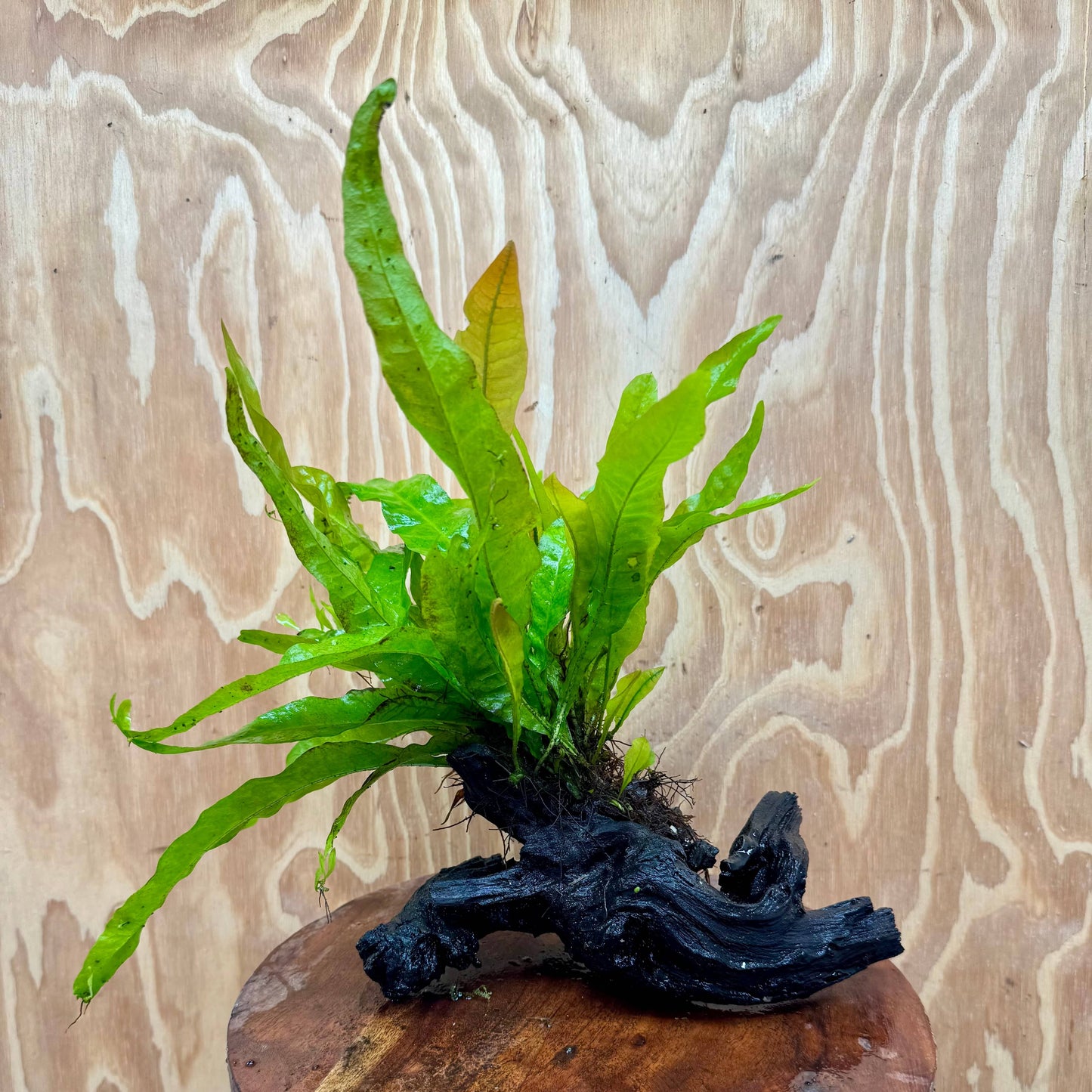 Scapeshop.com.au One Only Java Fern - Microsorum Driftwood Creation - Medium - One Only - Fantastic Java Fern - Microsorum Driftwood Creation - Medium - One Only - Fantastic