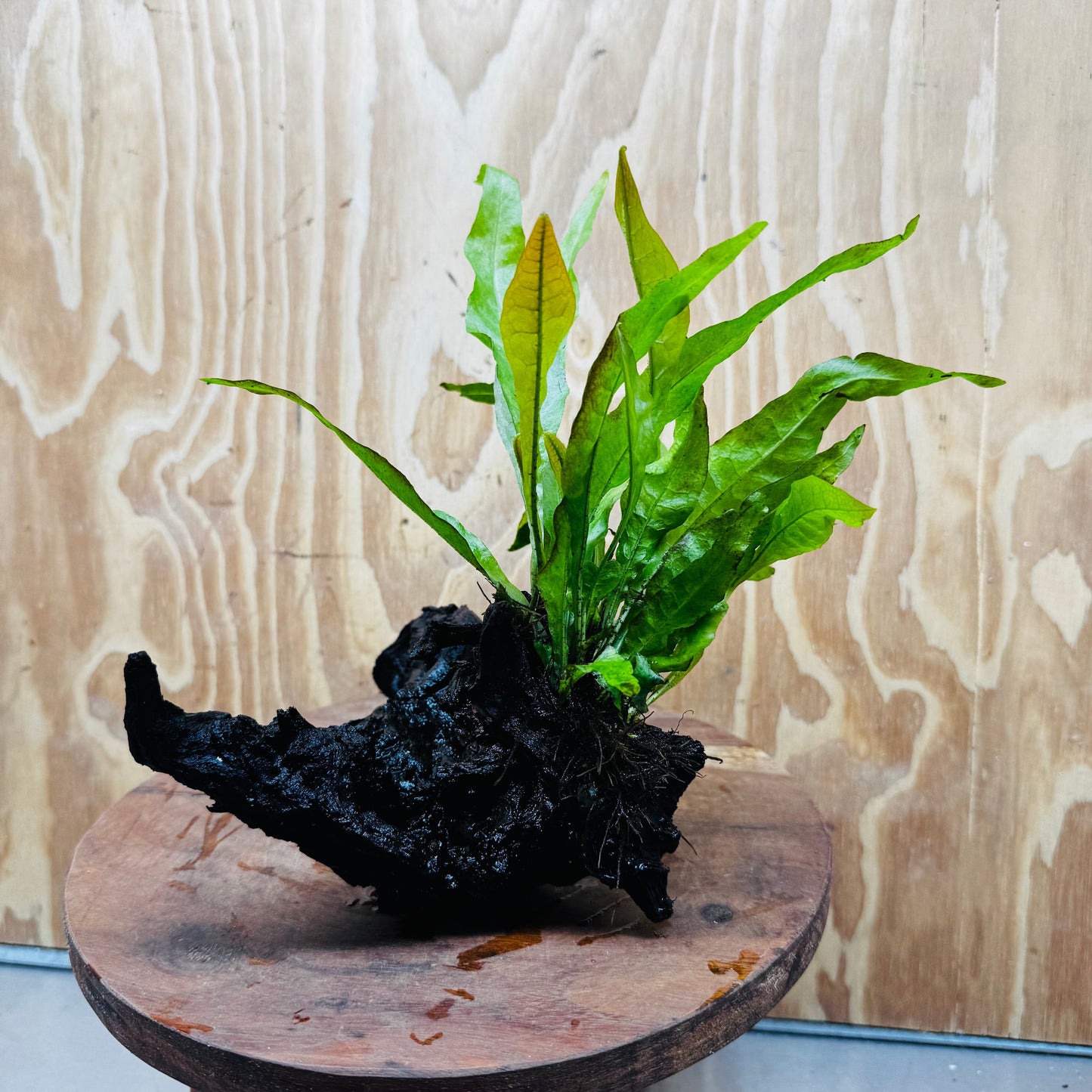 Scapeshop.com.au One Only Java Fern - Microsorum Driftwood Creation - Medium - One Only - Fantastic Java Fern - Microsorum Driftwood Creation - Medium - One Only - Fantastic