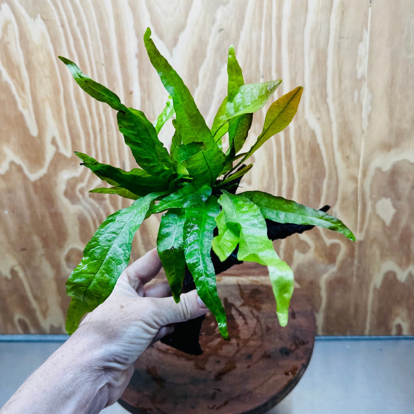 Scapeshop.com.au One Only Java Fern - Microsorum Driftwood Creation - Medium - One Only - Fantastic Java Fern - Microsorum Driftwood Creation - Medium - One Only - Fantastic