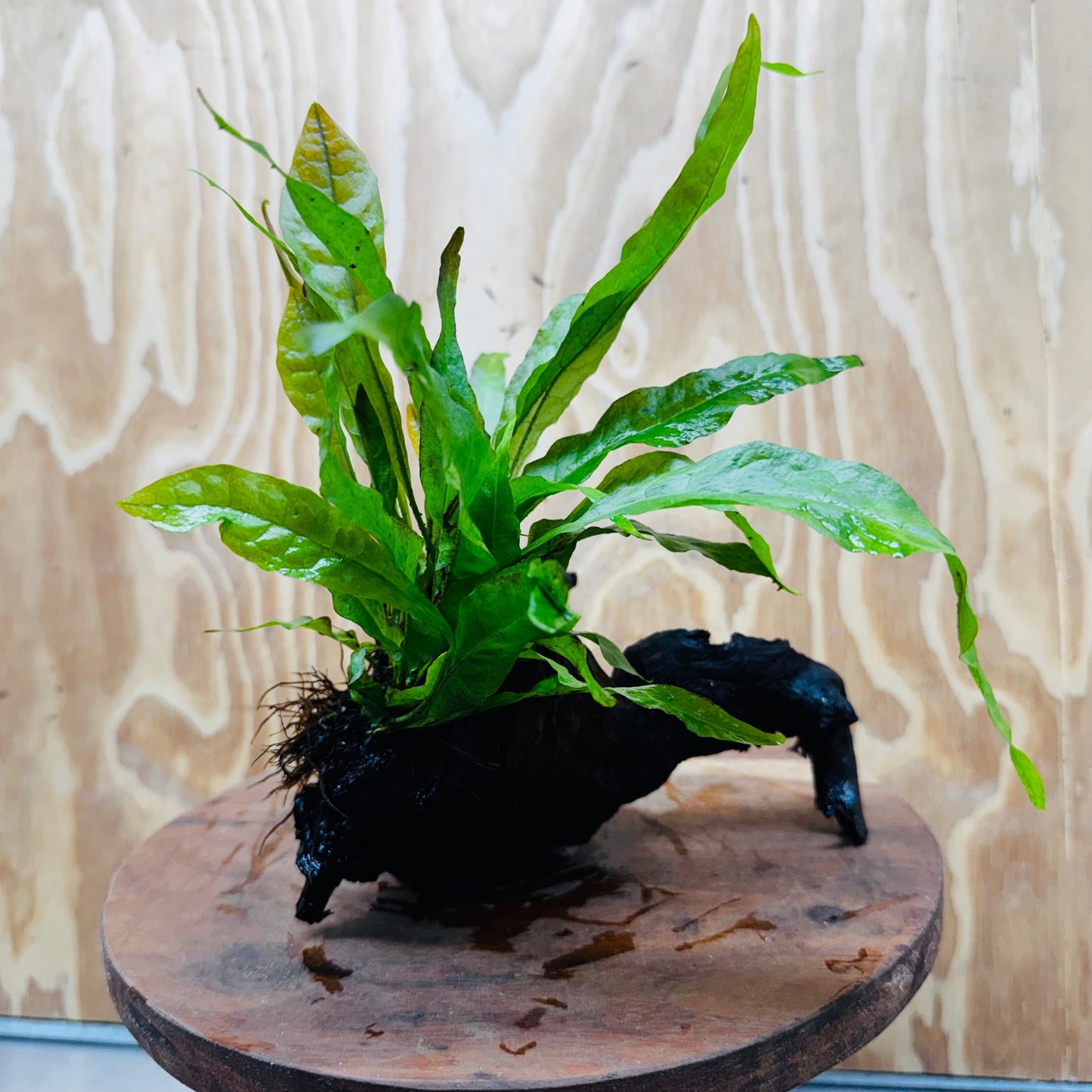 Scapeshop.com.au One Only Java Fern - Microsorum Driftwood Creation - Medium - One Only - Fantastic Java Fern - Microsorum Driftwood Creation - Medium - One Only - Fantastic