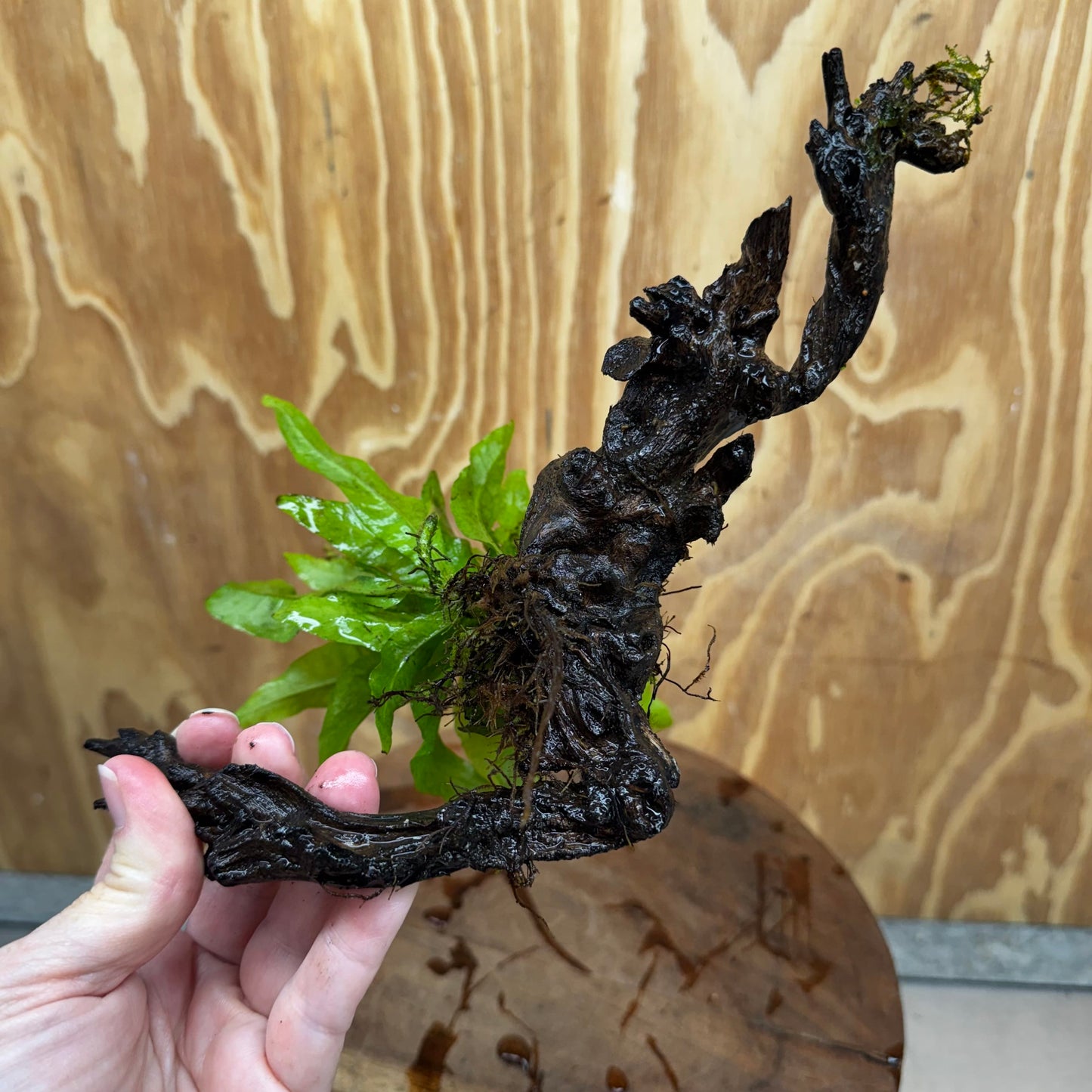 Scapeshop.com.au One Only Java Fern - Microsorum Driftwood Creation - Medium - One Only - Fantastic Java Fern - Microsorum Driftwood Creation - Medium - One Only - Fantastic