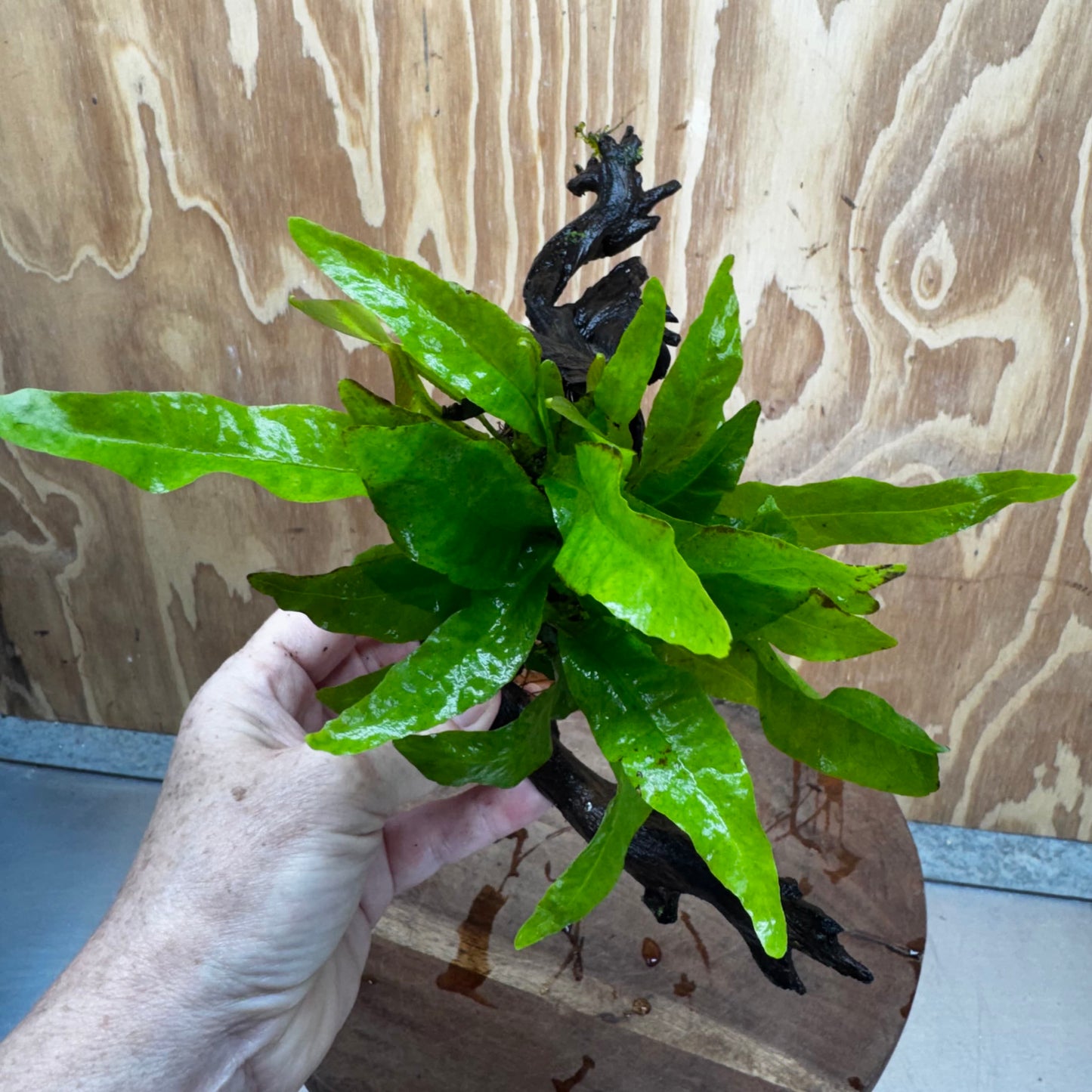 Scapeshop.com.au One Only Java Fern - Microsorum Driftwood Creation - Medium - One Only - Fantastic Java Fern - Microsorum Driftwood Creation - Medium - One Only - Fantastic