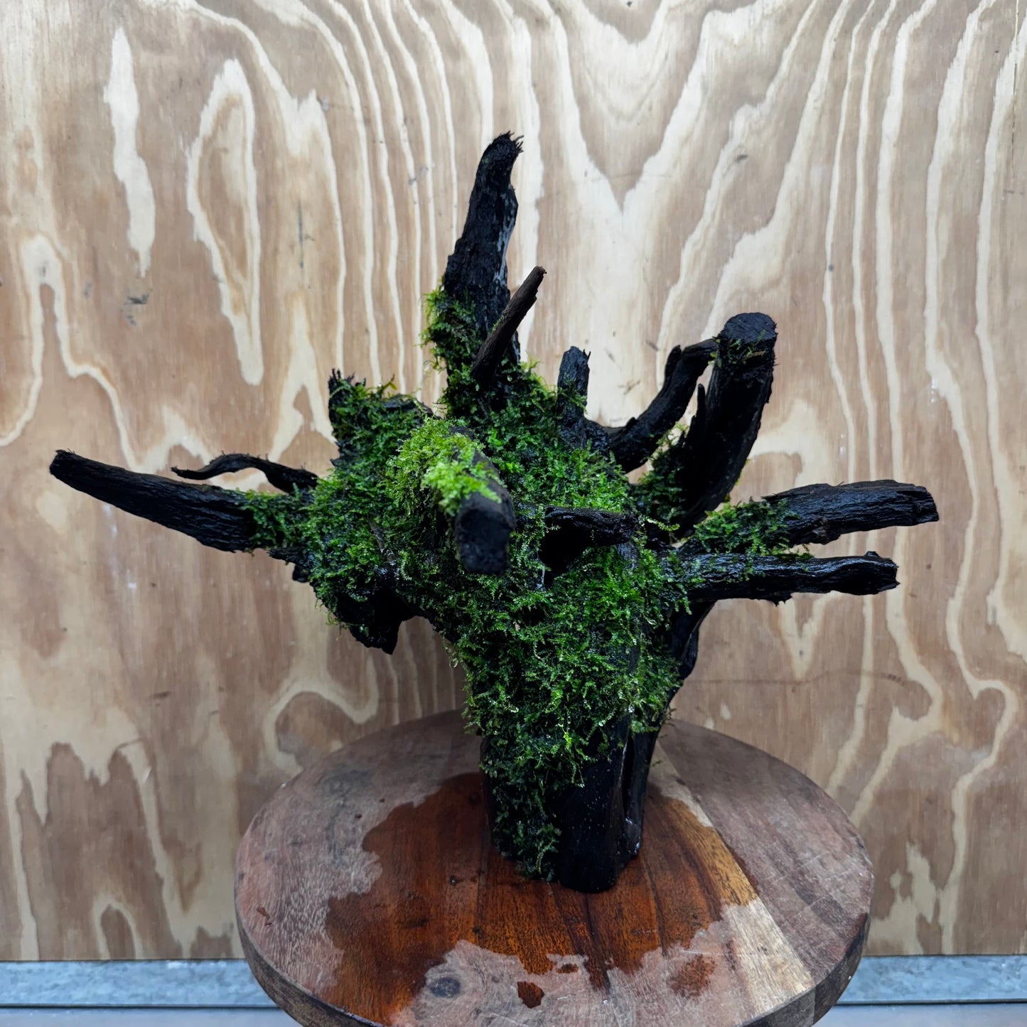Scapeshop.com.au One Only Java Moss Fontinalis Log Extra-large Tree Stump Driftwood - One Only Fontinalis Moss Log Extra-large Standing Tree Stump Driftwood One only