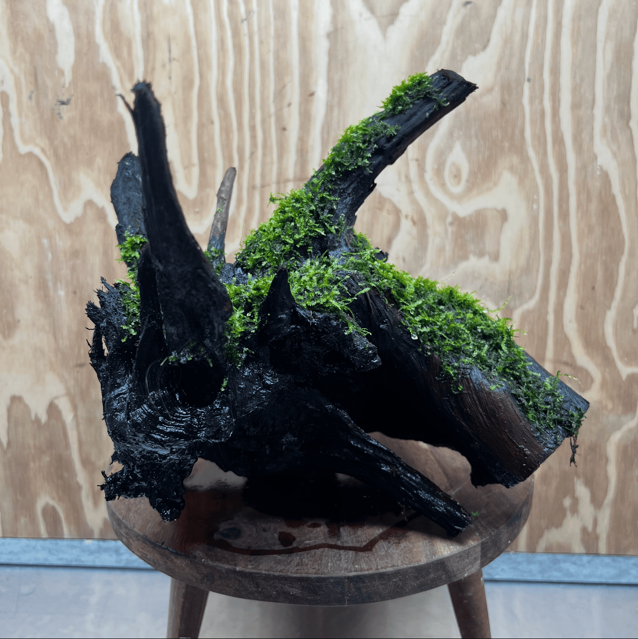 Scapeshop.com.au One Only Java Moss Fontinalis Log Extra-large Tree Stump Driftwood - One Only Fontinalis Moss Log Extra-large Standing Tree Stump Driftwood One only