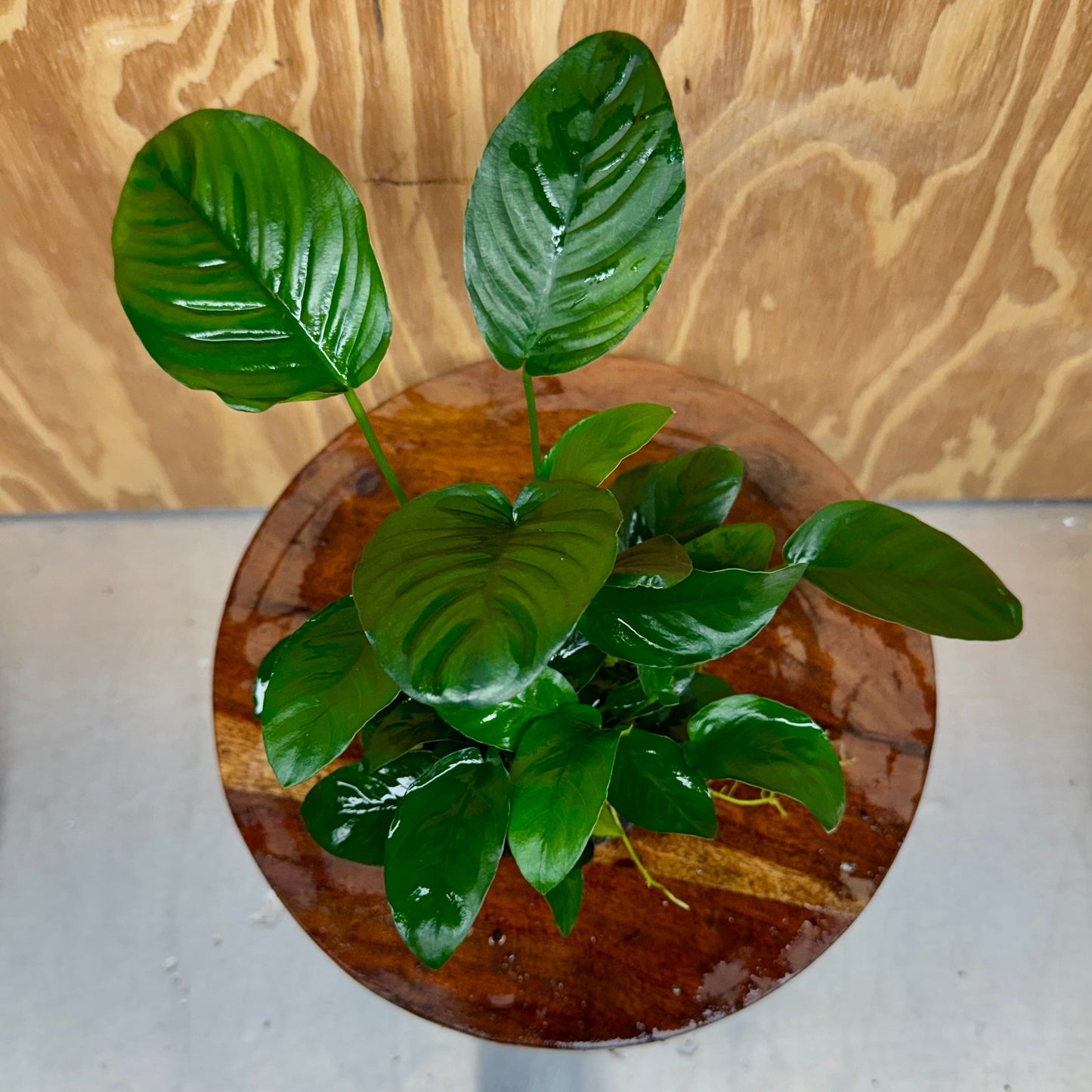 Scapeshop.com.au One Only Large Boulder Rock Creation with Two Anubias - One Only Buy Large Boulder Rock Creation with Two Anubias - One Only - Scapeshop