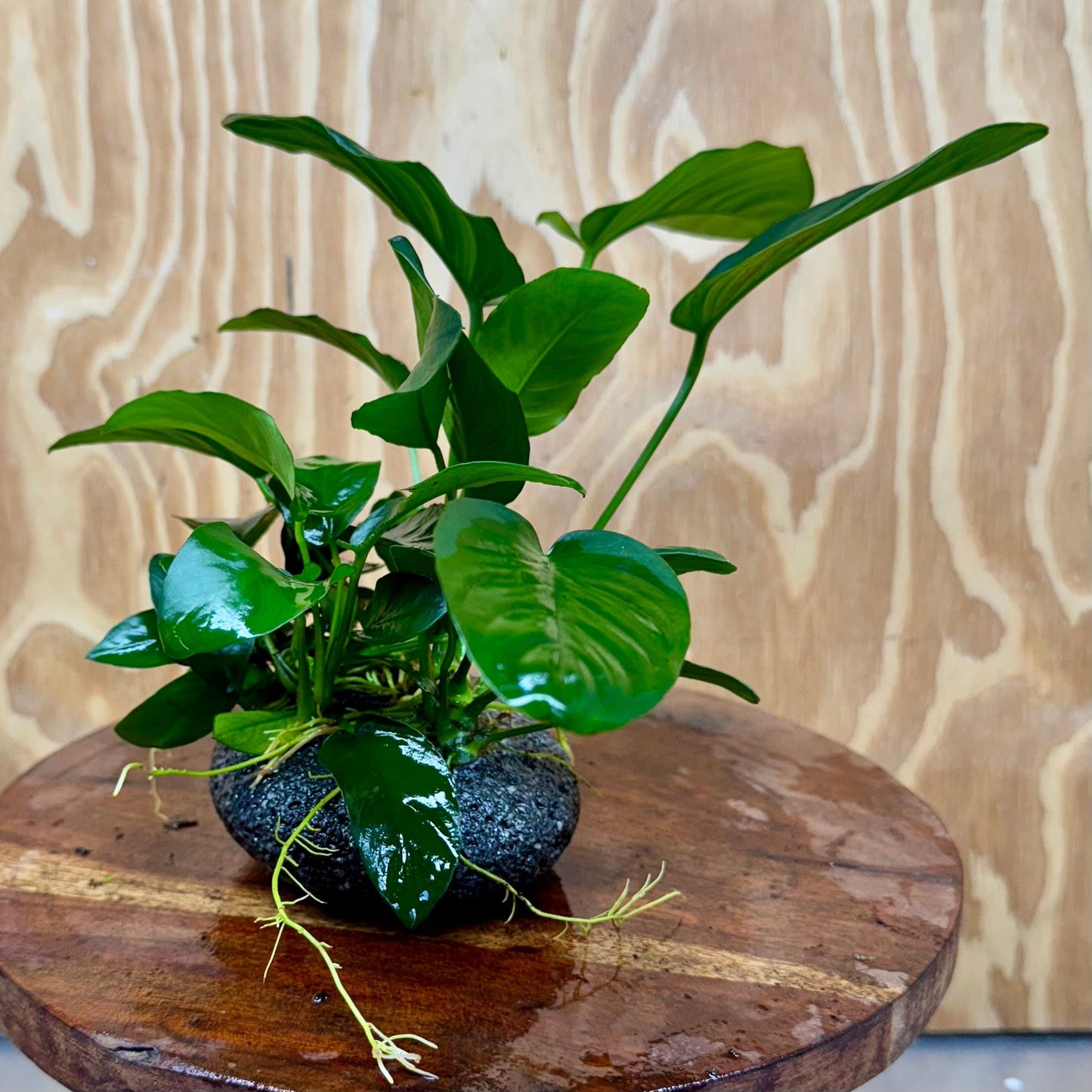 Scapeshop.com.au One Only Large Boulder Rock Creation with Two Anubias - One Only Buy Large Boulder Rock Creation with Two Anubias - One Only - Scapeshop