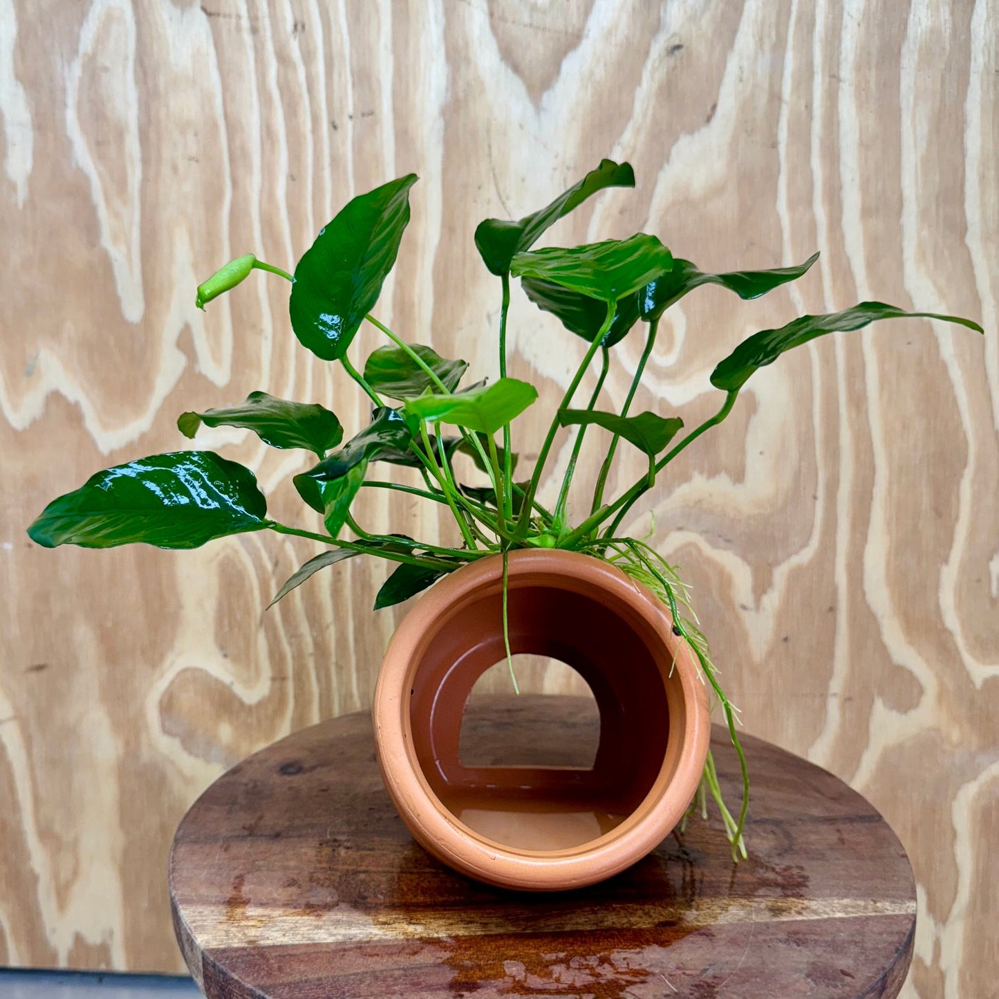 Scapeshop.com.au One Only Large Terracotta Urn with Anubias Nana - One Only Large Terracotta Urn with Anubias Nana - One Only